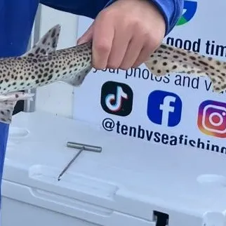The most recent Lesser spotted dogfish catches on Fishbrain