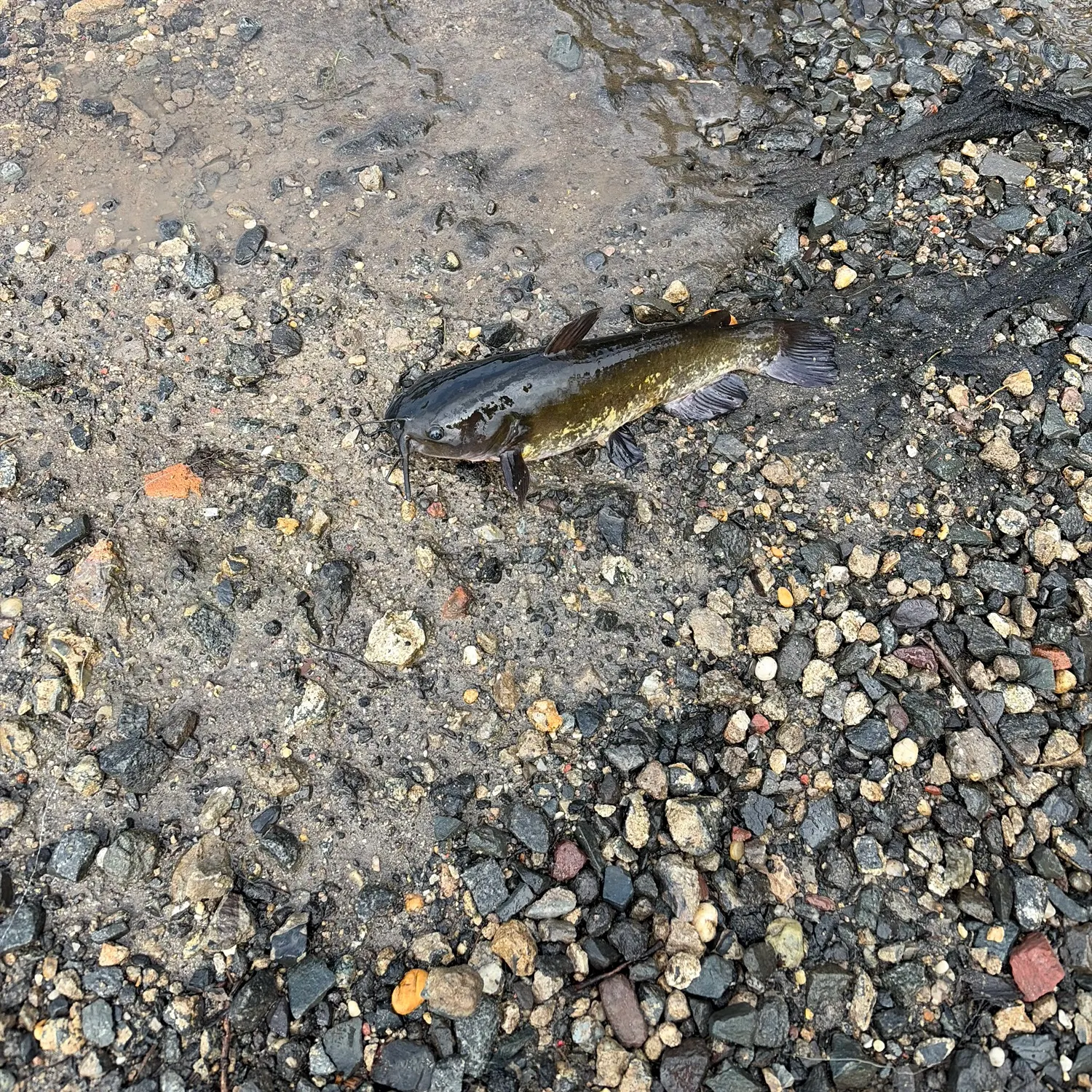 Brown bullhead caught on Fishbrain
