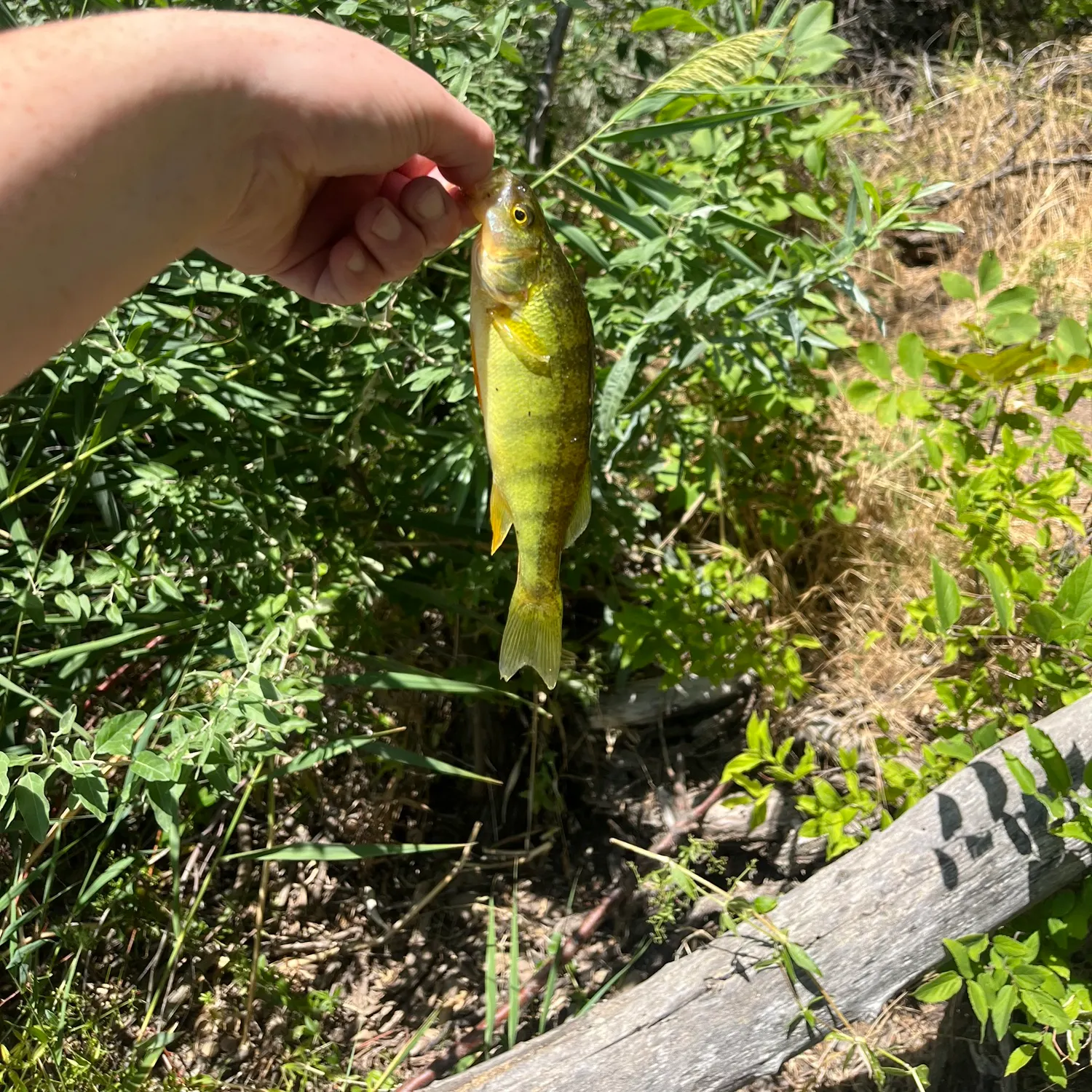 Yellow perch caught on Fishbrain