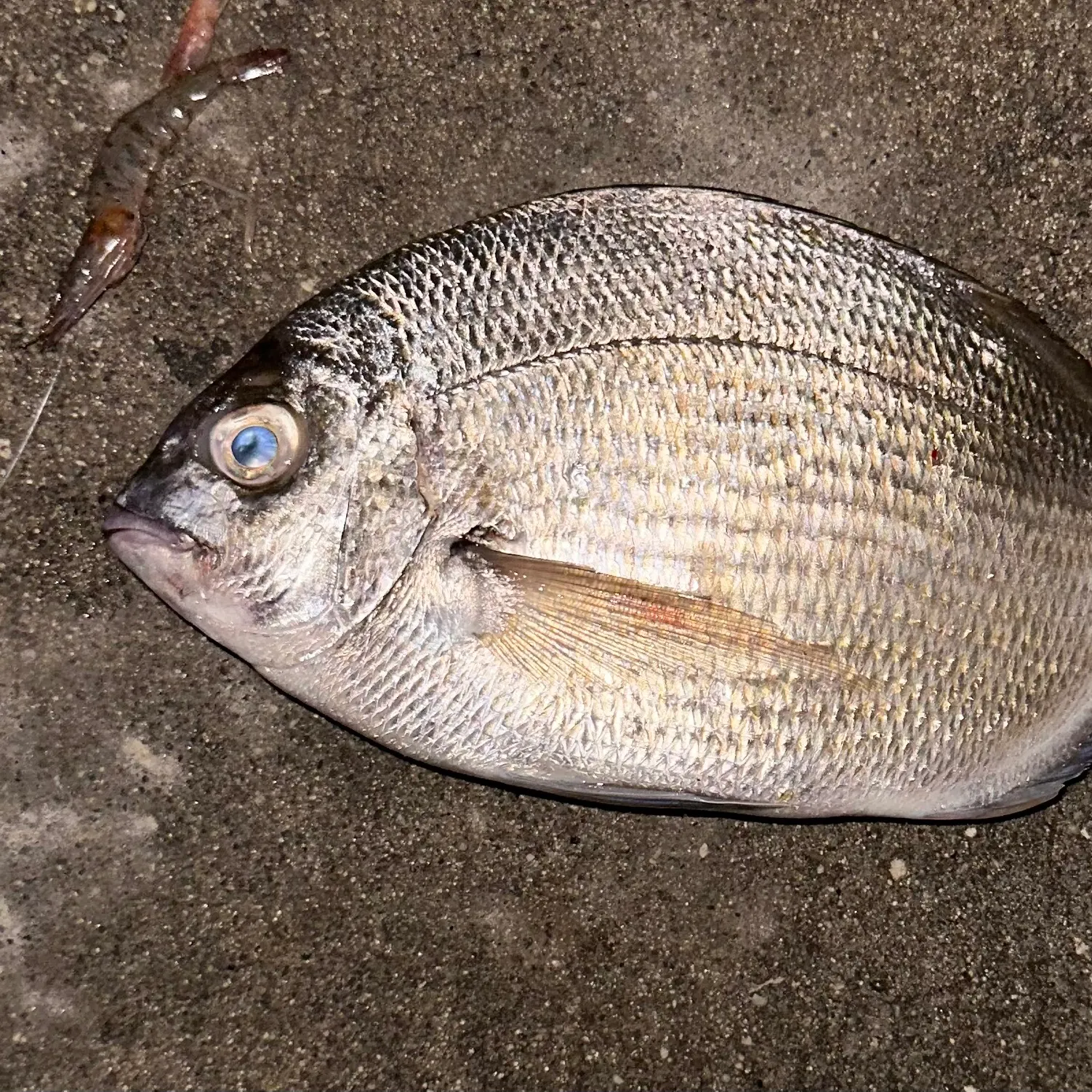 The most recent Spottail seabream catches on Fishbrain