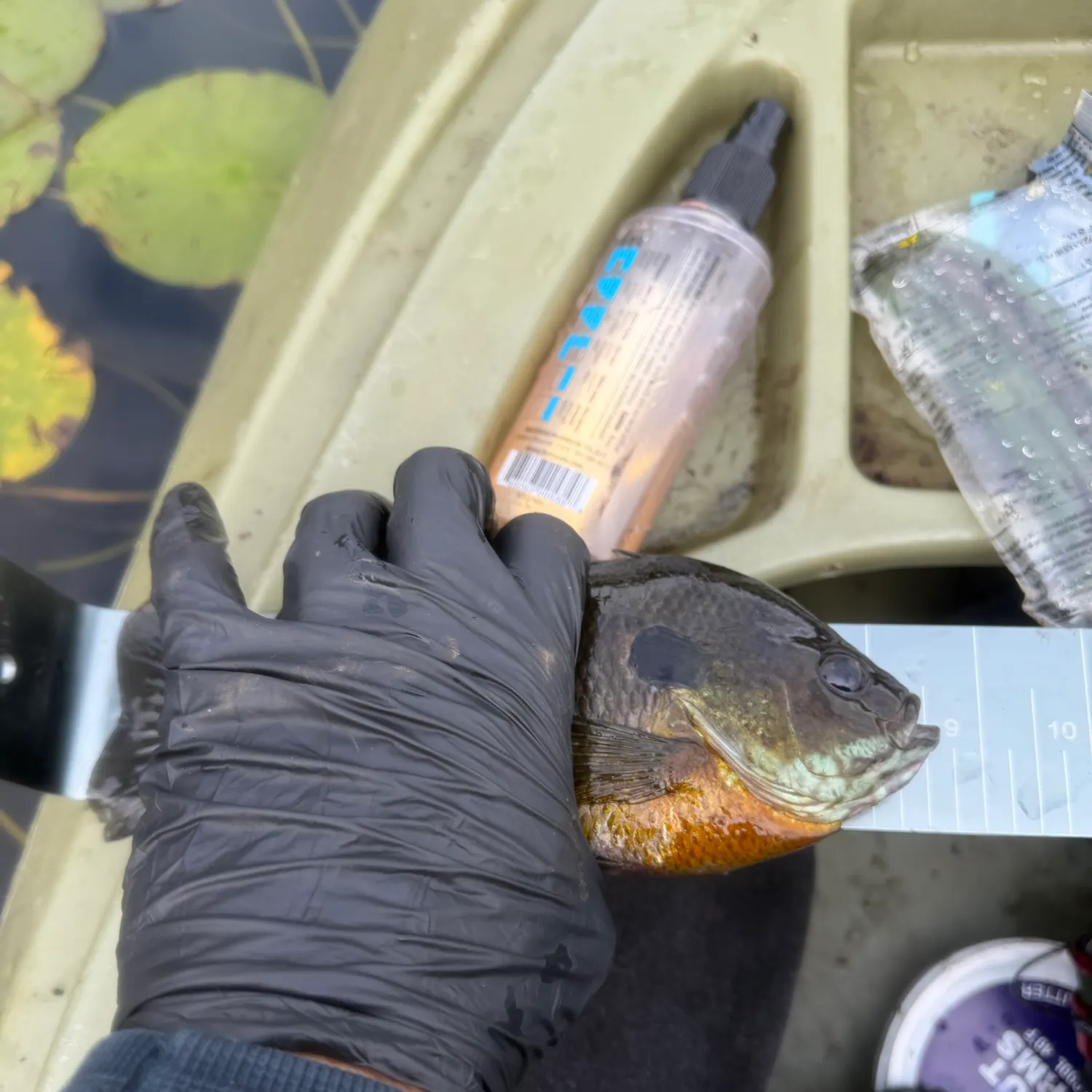 Bluegill caught on Fishbrain