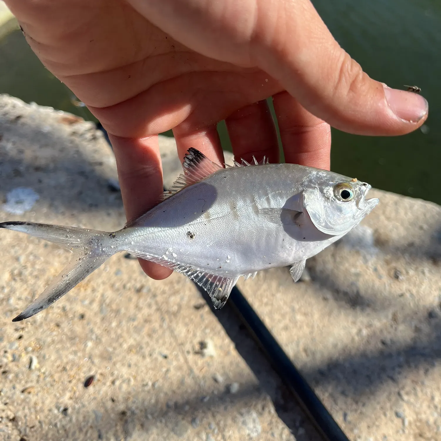 Shortfin pompano caught on Fishbrain