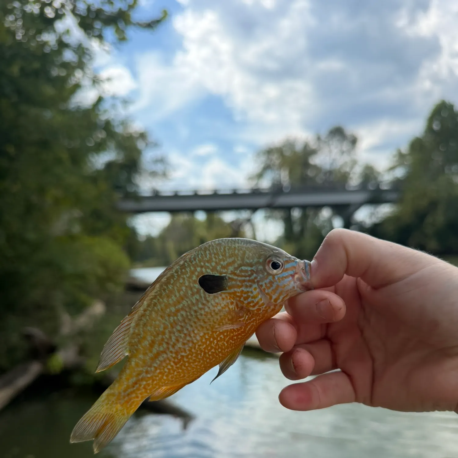 Longear sunfish caught on Fishbrain
