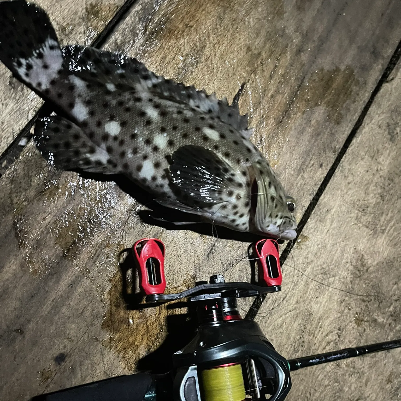 The most recent Greasy grouper catches on Fishbrain
