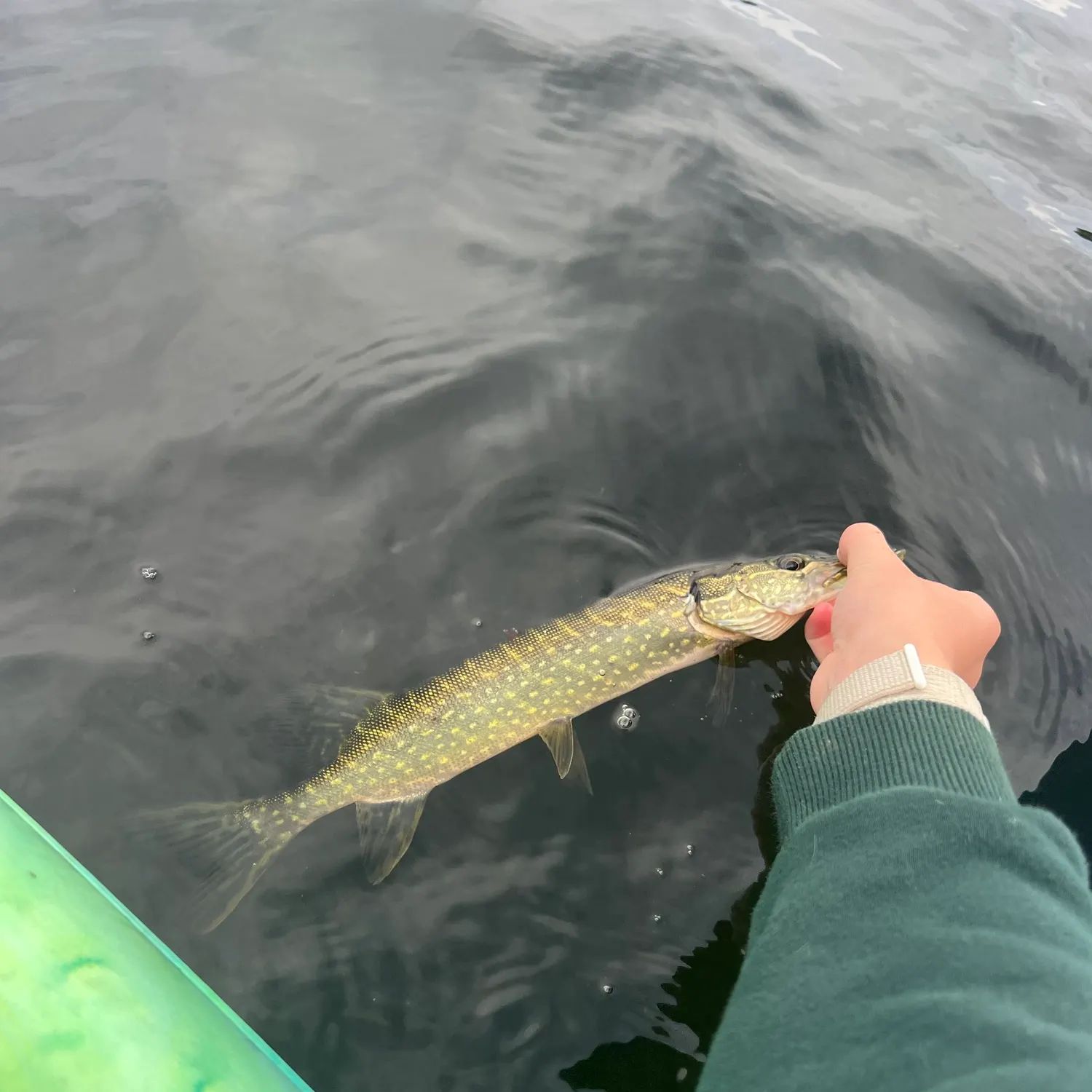 Northern pike caught on Fishbrain