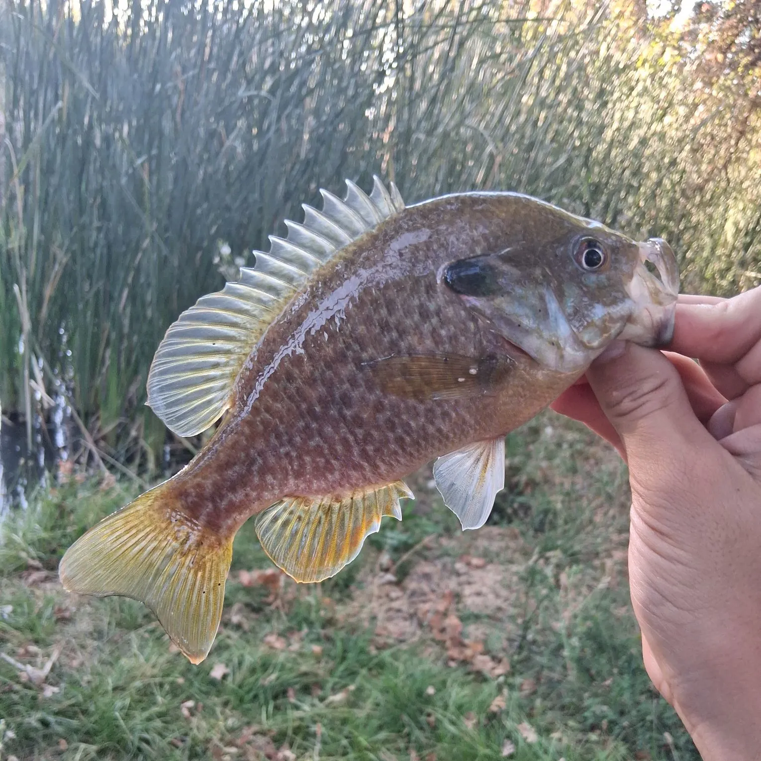 Greengill hybrid caught on Fishbrain