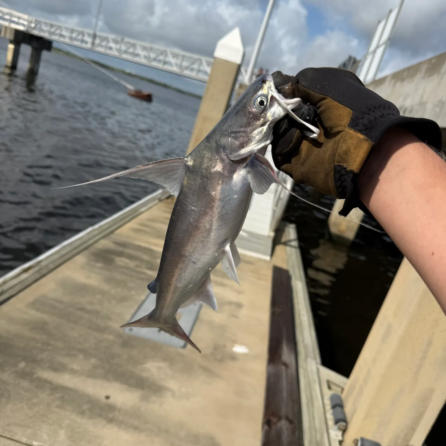 Gafftopsail sea catfish caught on Fishbrain