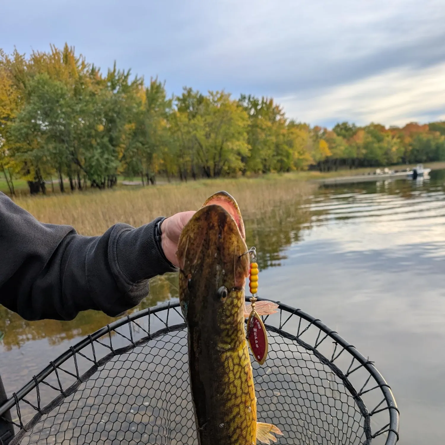 Chain pickerel caught on Fishbrain