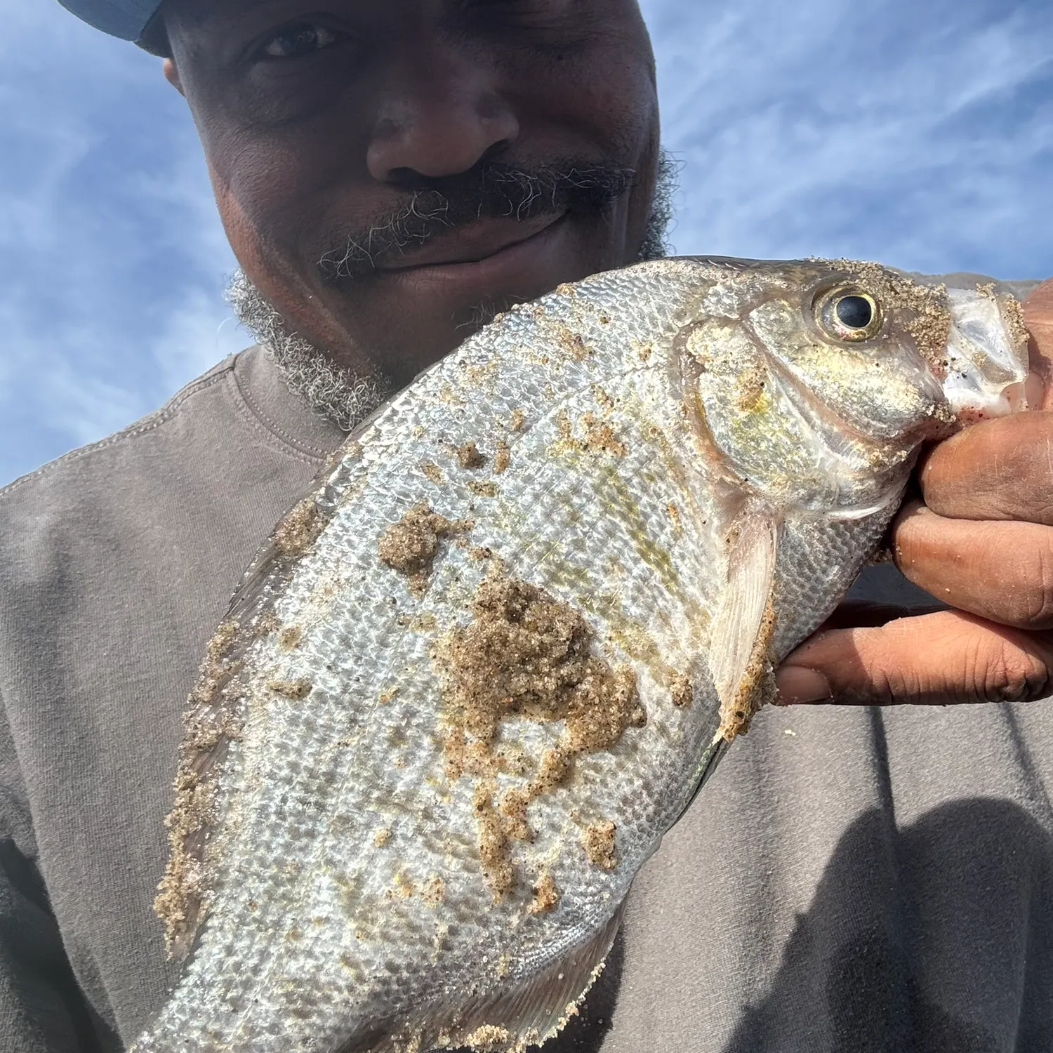 The most recent Barred surfperch catches on Fishbrain