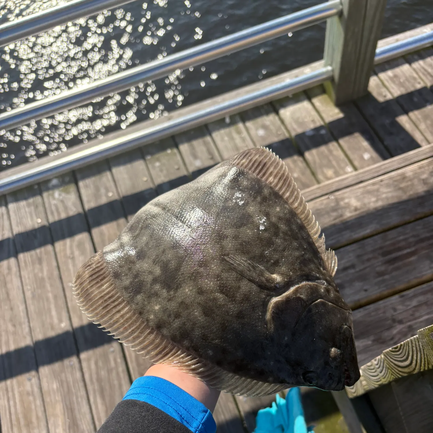 The most recent Southern flounder catches on Fishbrain