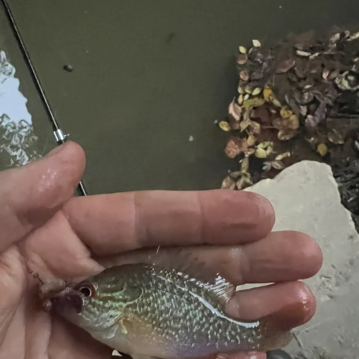 Longear sunfish caught on Fishbrain