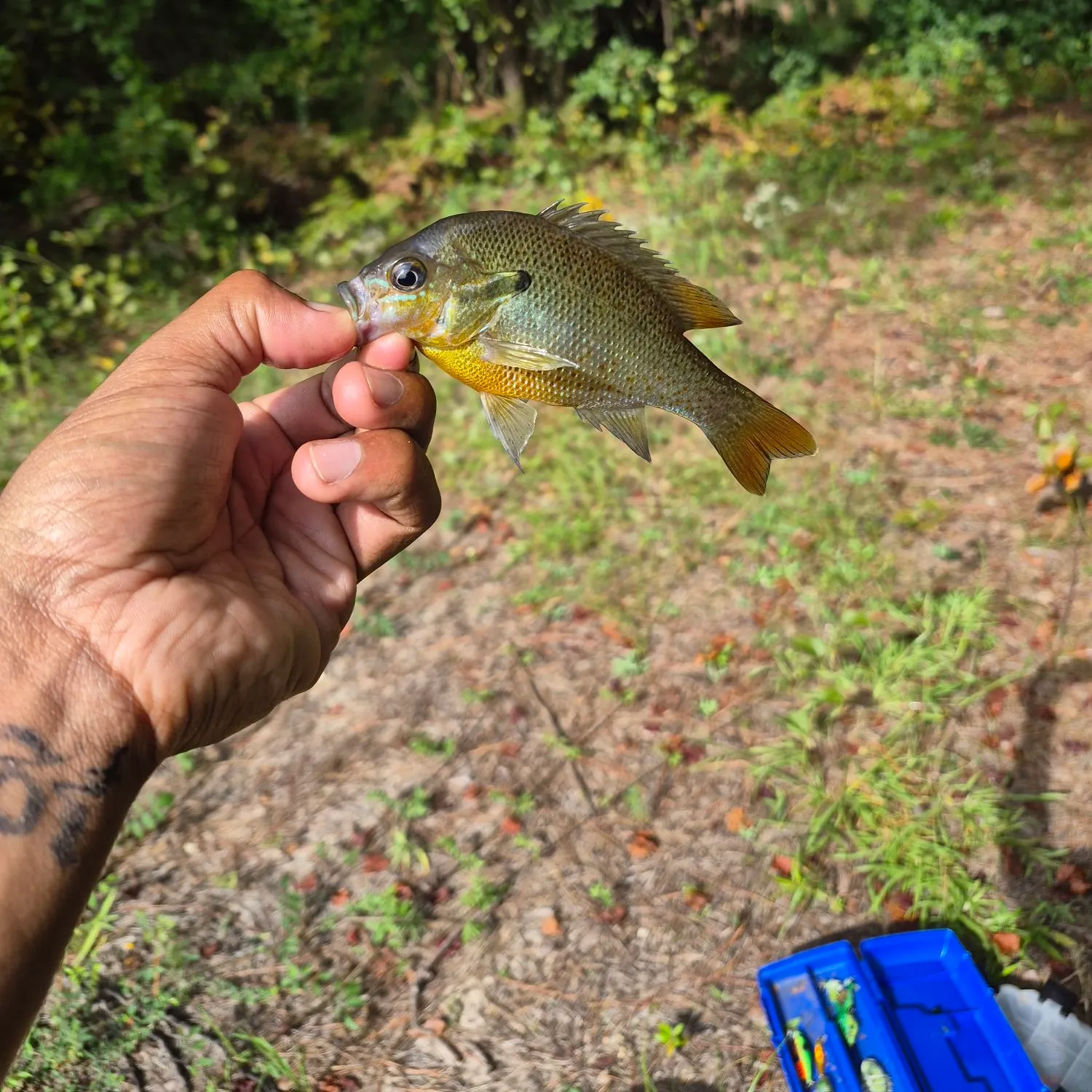 The most recent Redbreast sunfish catches on Fishbrain