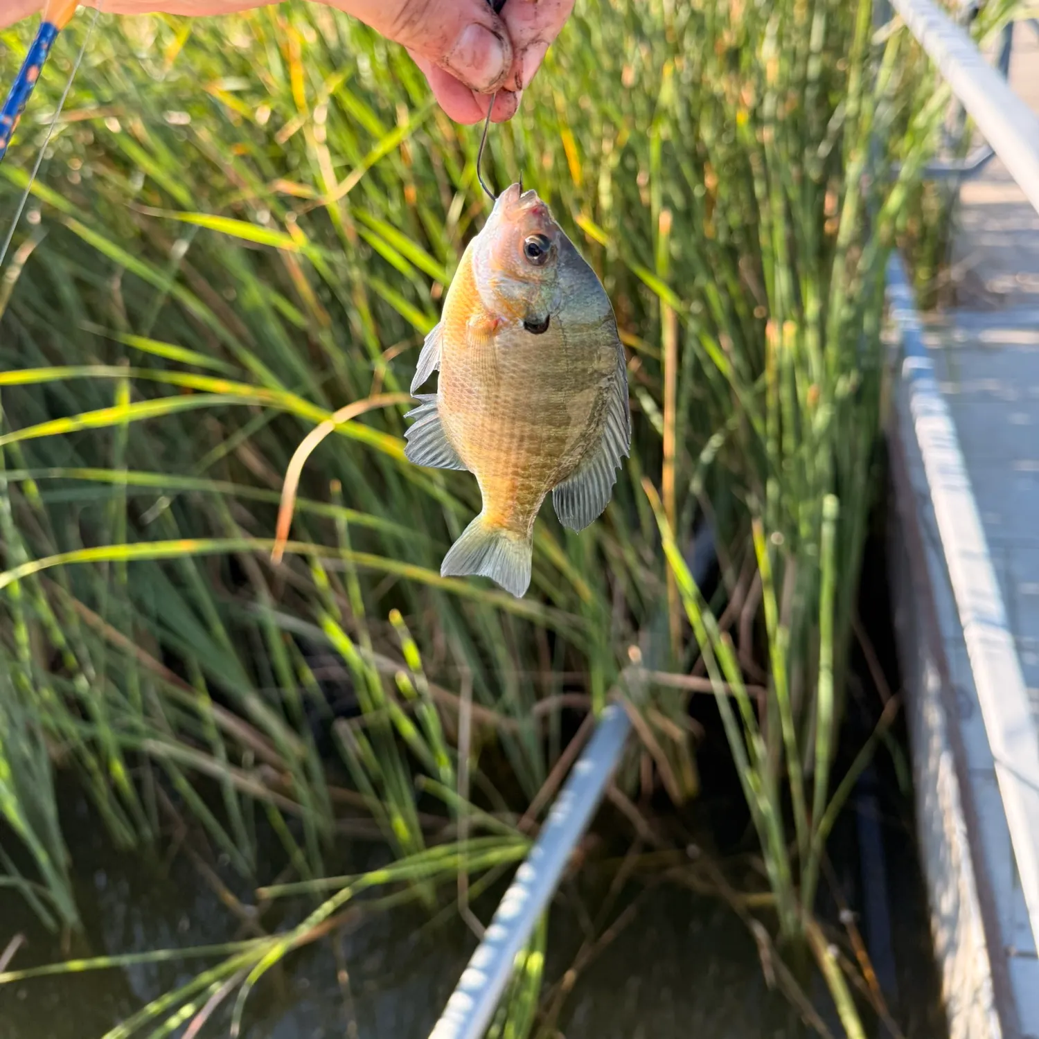 Bluegill caught on Fishbrain