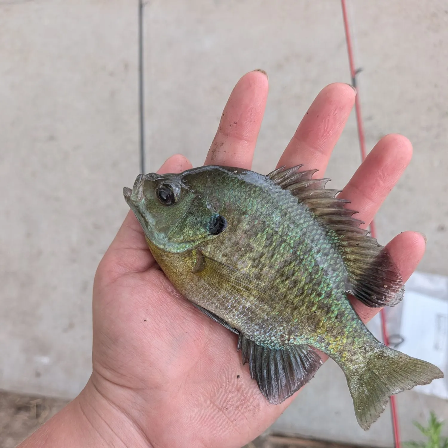 Bluegill caught on Fishbrain