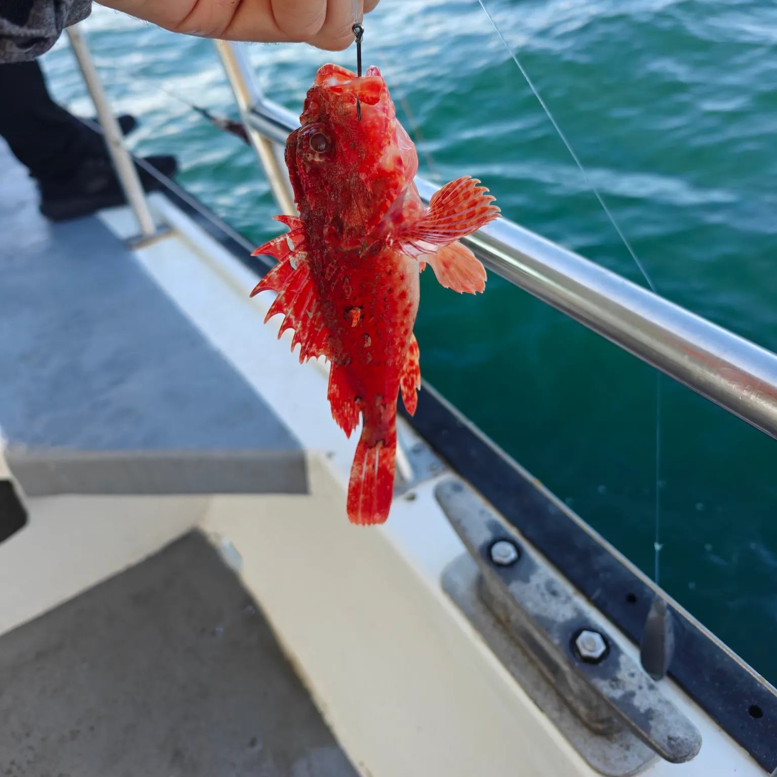 The most recent Eastern red scorpionfish catches on Fishbrain