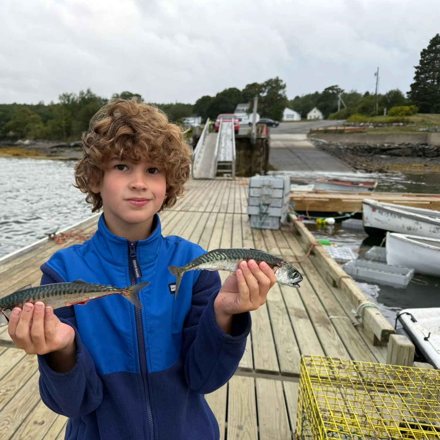 The most recent Atlantic mackerel catches on Fishbrain
