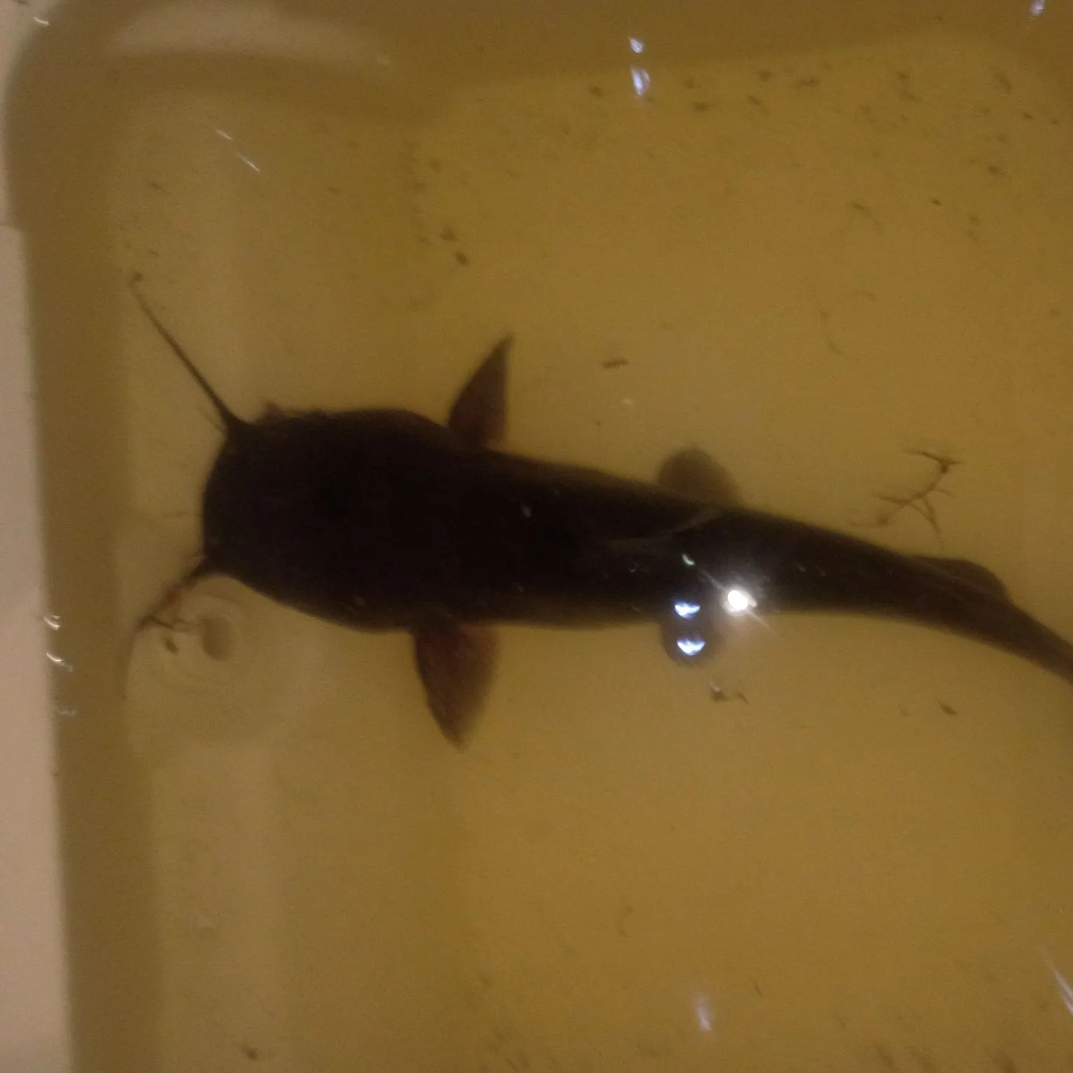 Channel catfish caught on Fishbrain