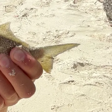 Bluefish caught on Fishbrain