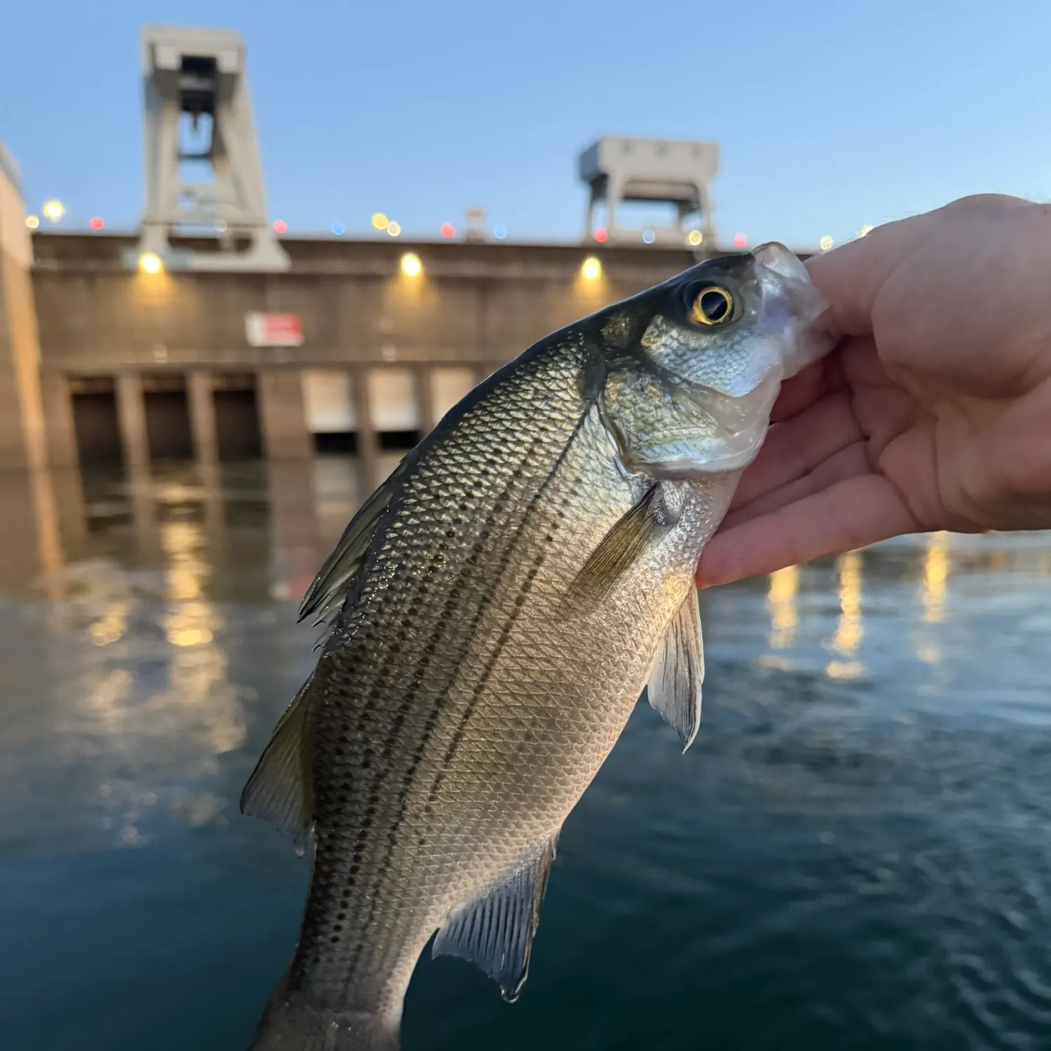 White bass caught on Fishbrain