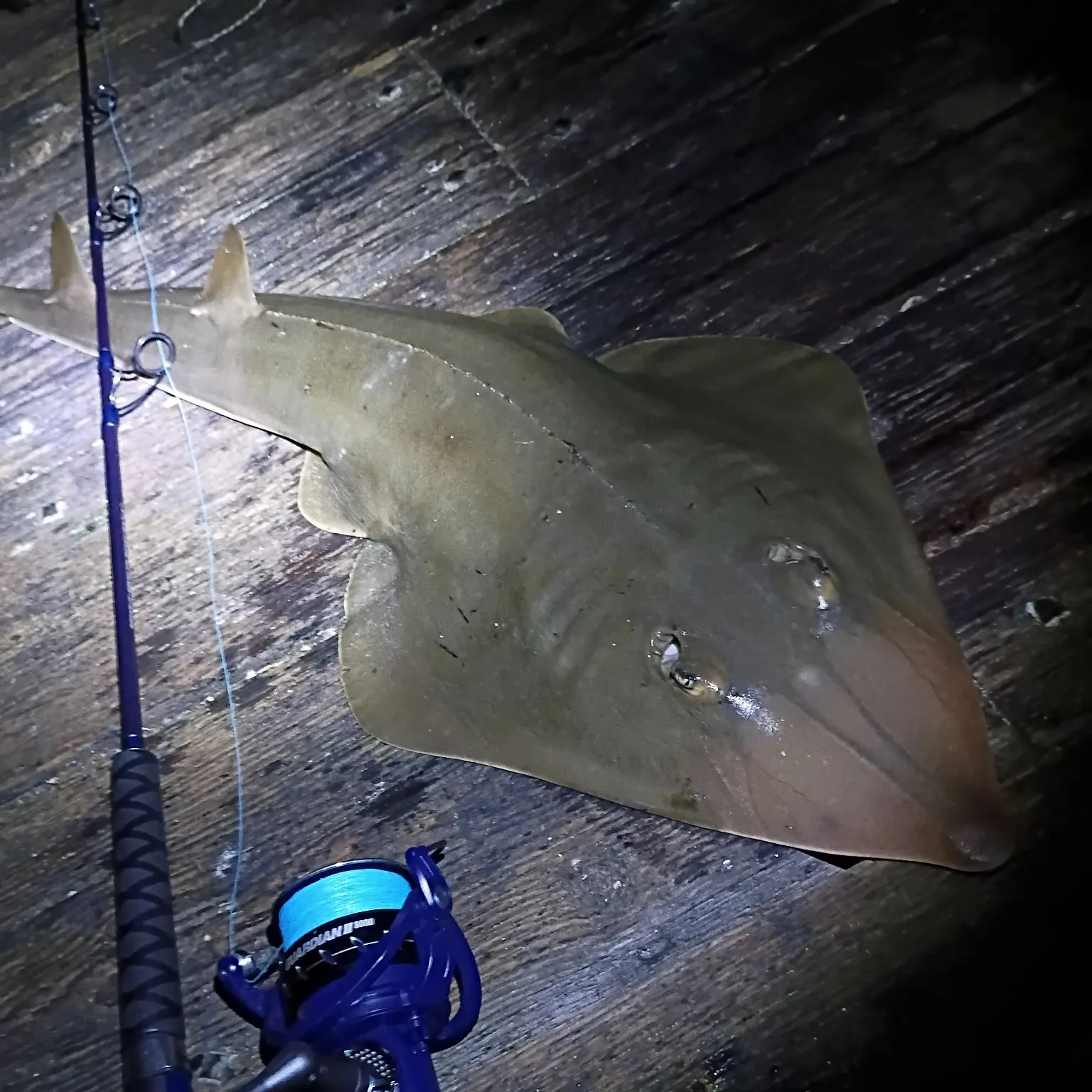 The most recent Pacific shovelnose guitarfish catches on Fishbrain