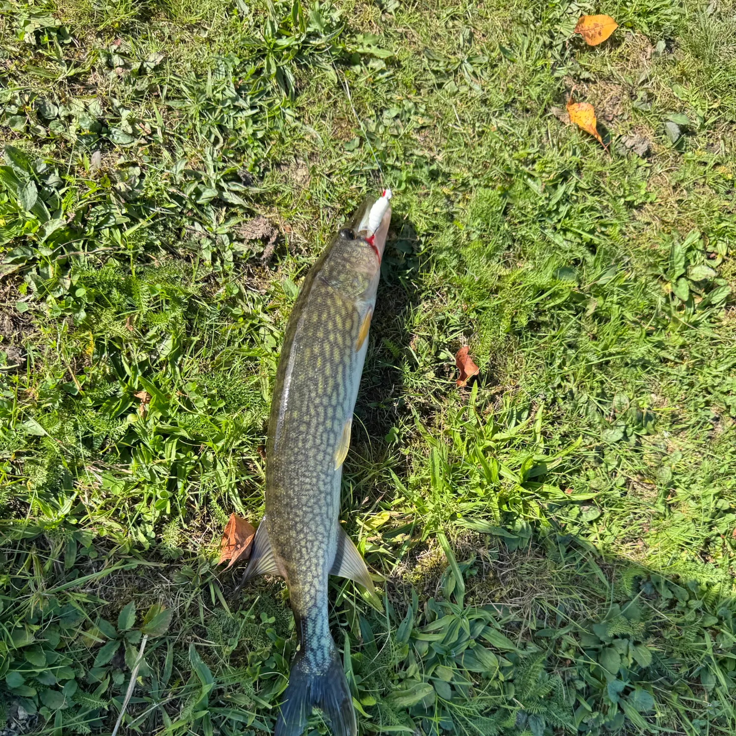 Chain pickerel caught on Fishbrain