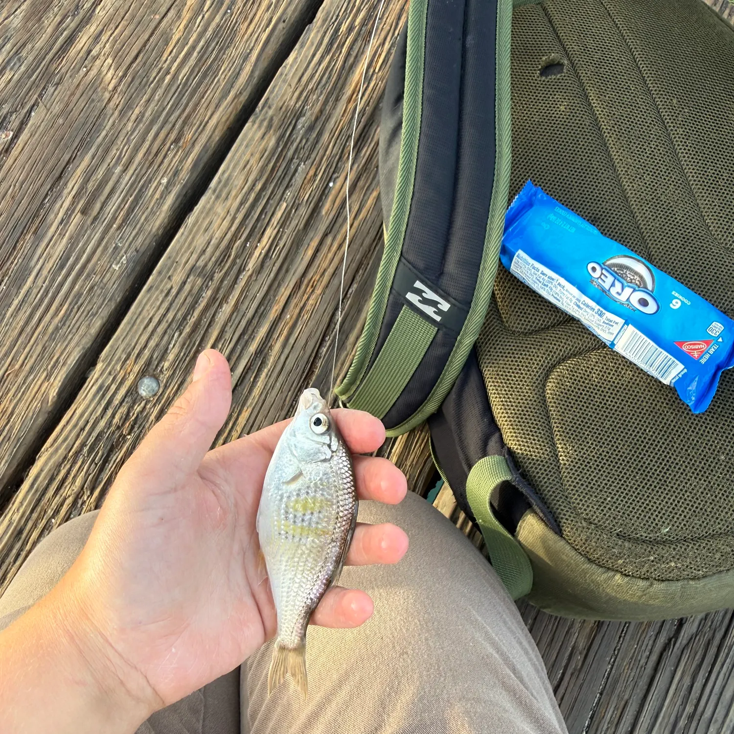 The most recent Shiner perch catches on Fishbrain