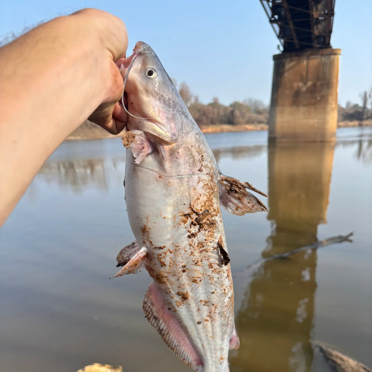 The most recent Blue catfish catches on Fishbrain