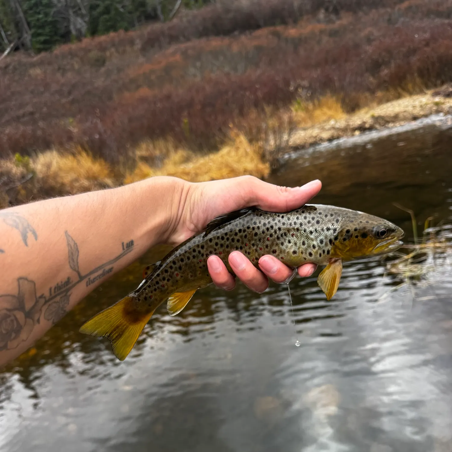 Brown trout caught on Fishbrain