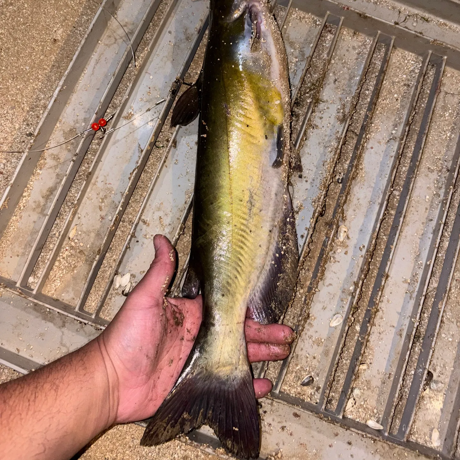 catch