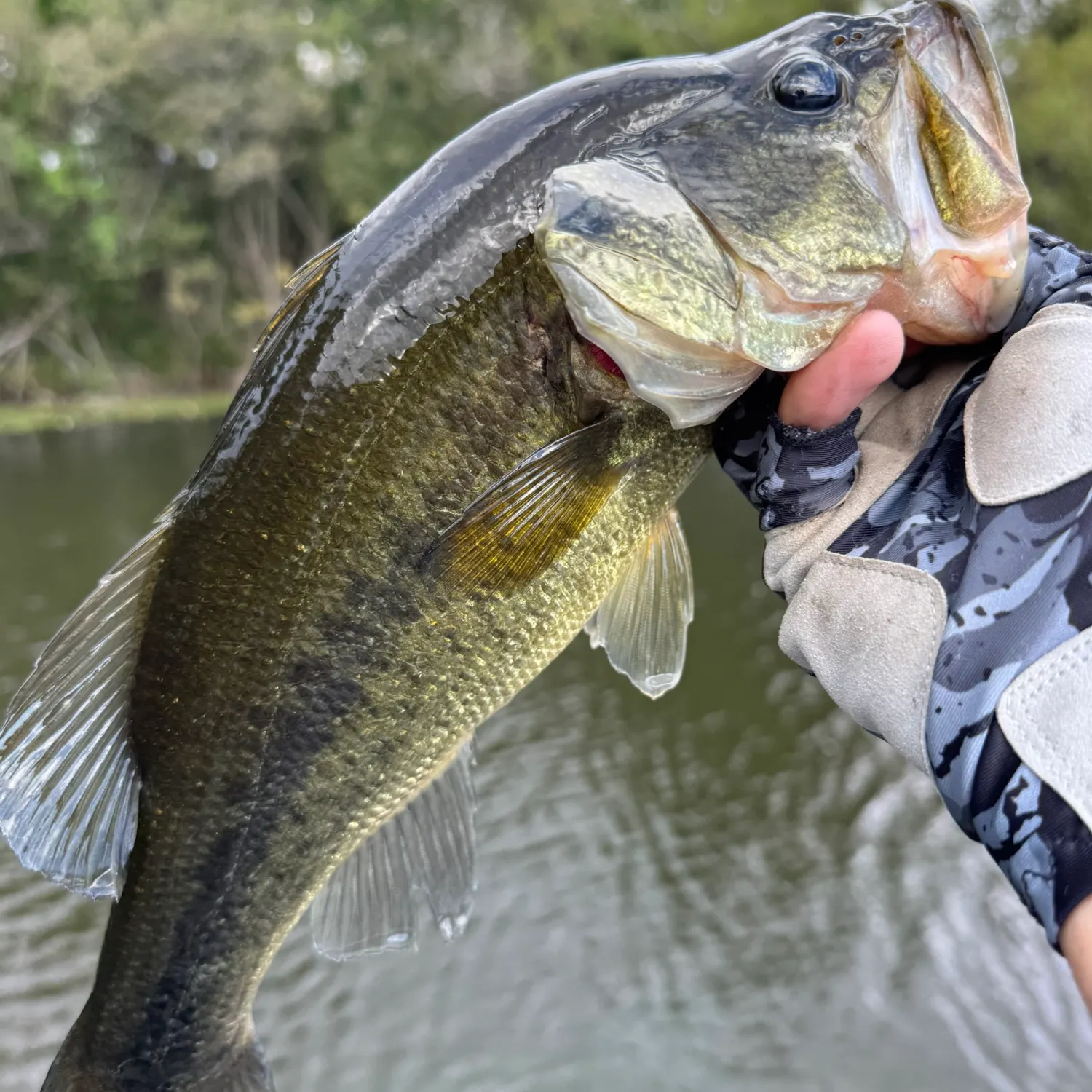 Largemouth bass caught on Fishbrain