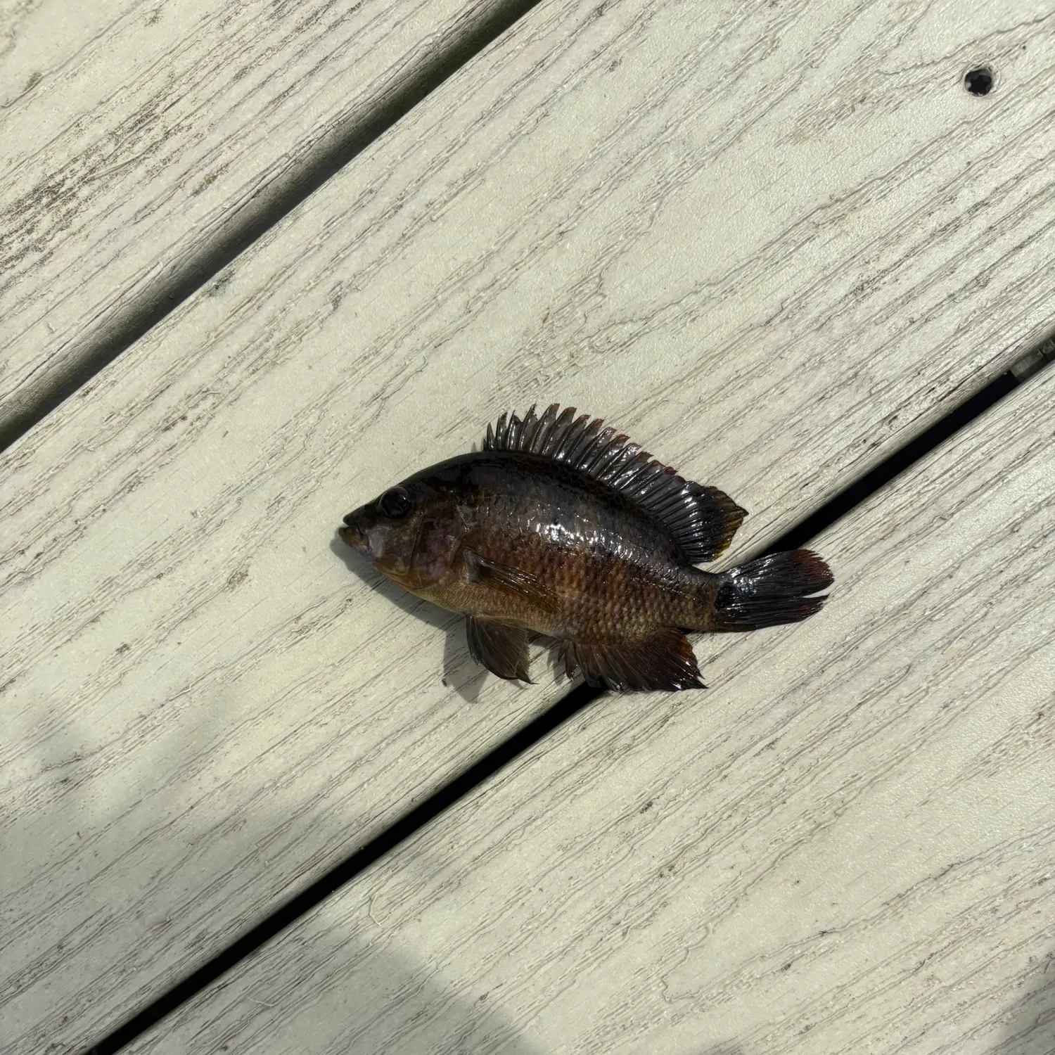 Redspotted sunfish caught on Fishbrain