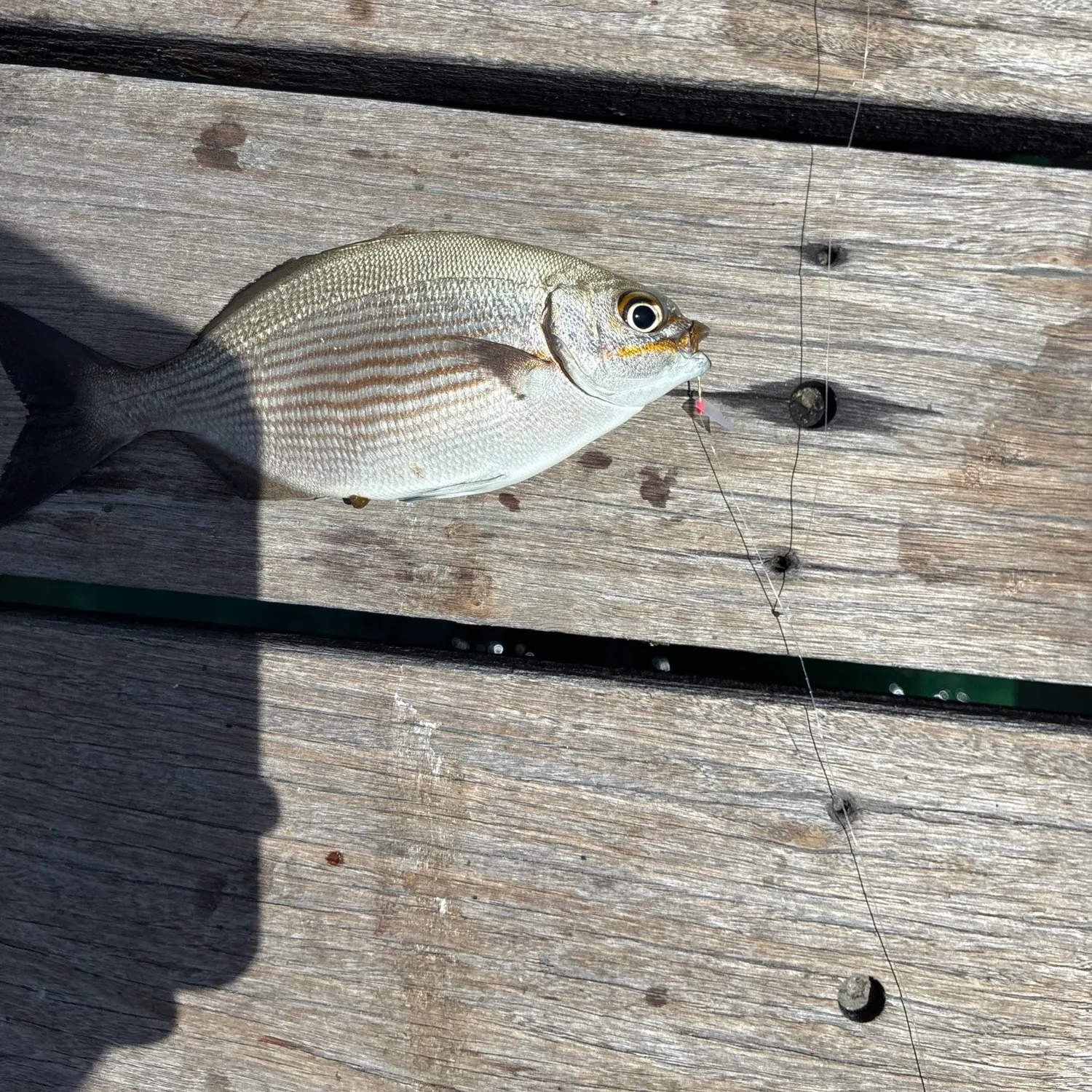 Mooneye caught on Fishbrain
