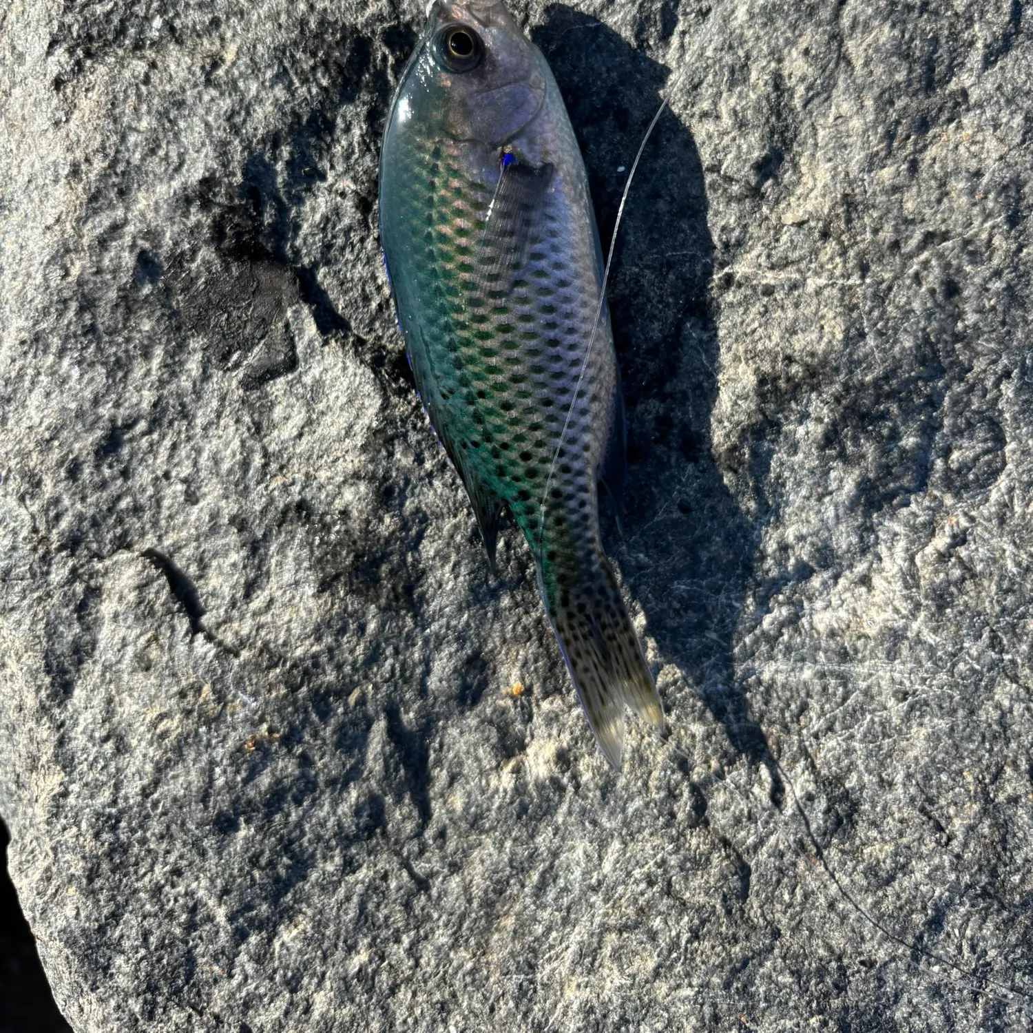 The most recent Blacksmith catches on Fishbrain