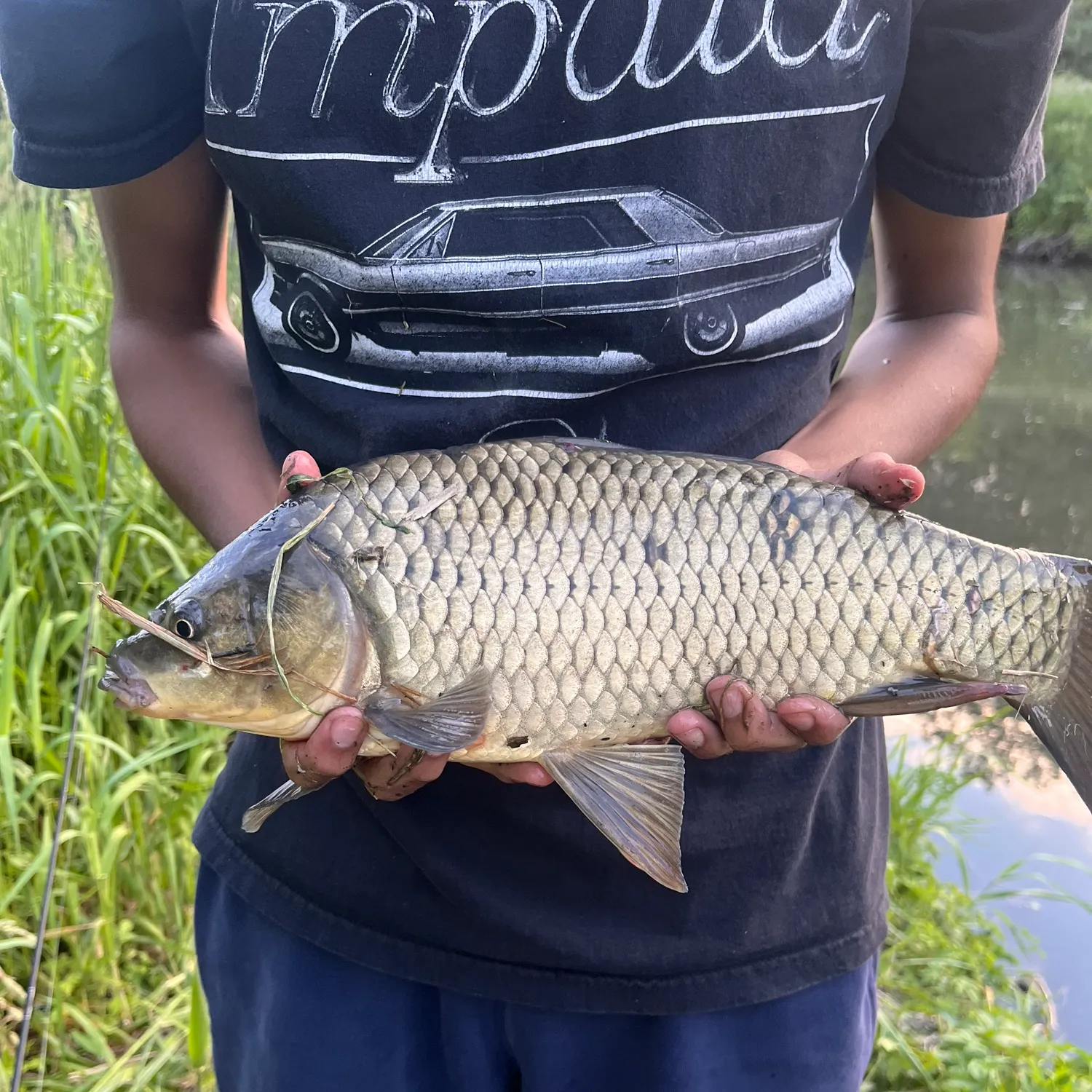 The most recent F1 carp catches on Fishbrain