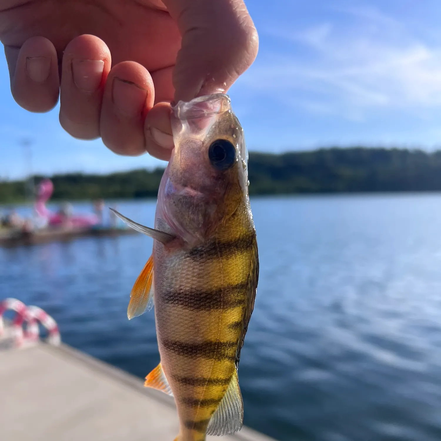 European perch caught on Fishbrain
