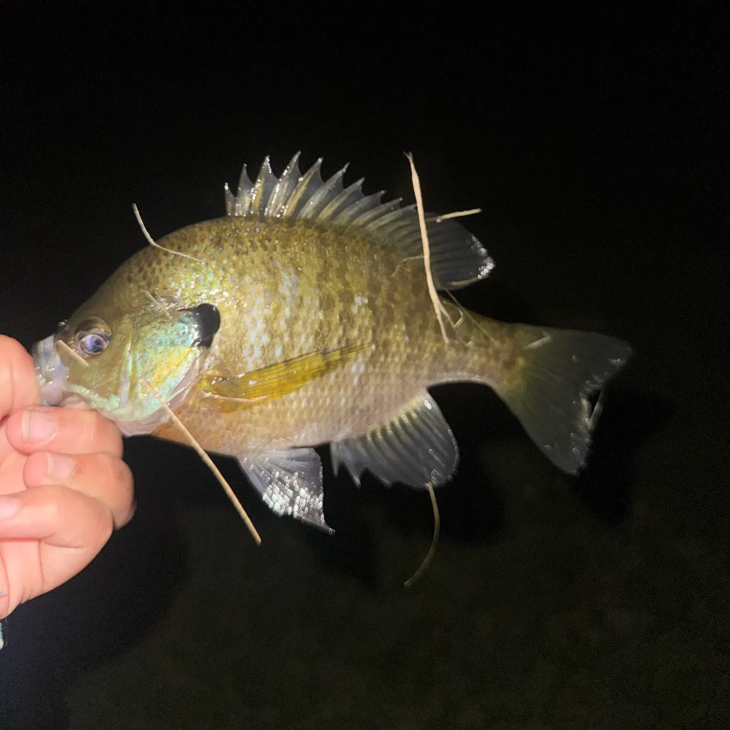 Bluegill caught on Fishbrain