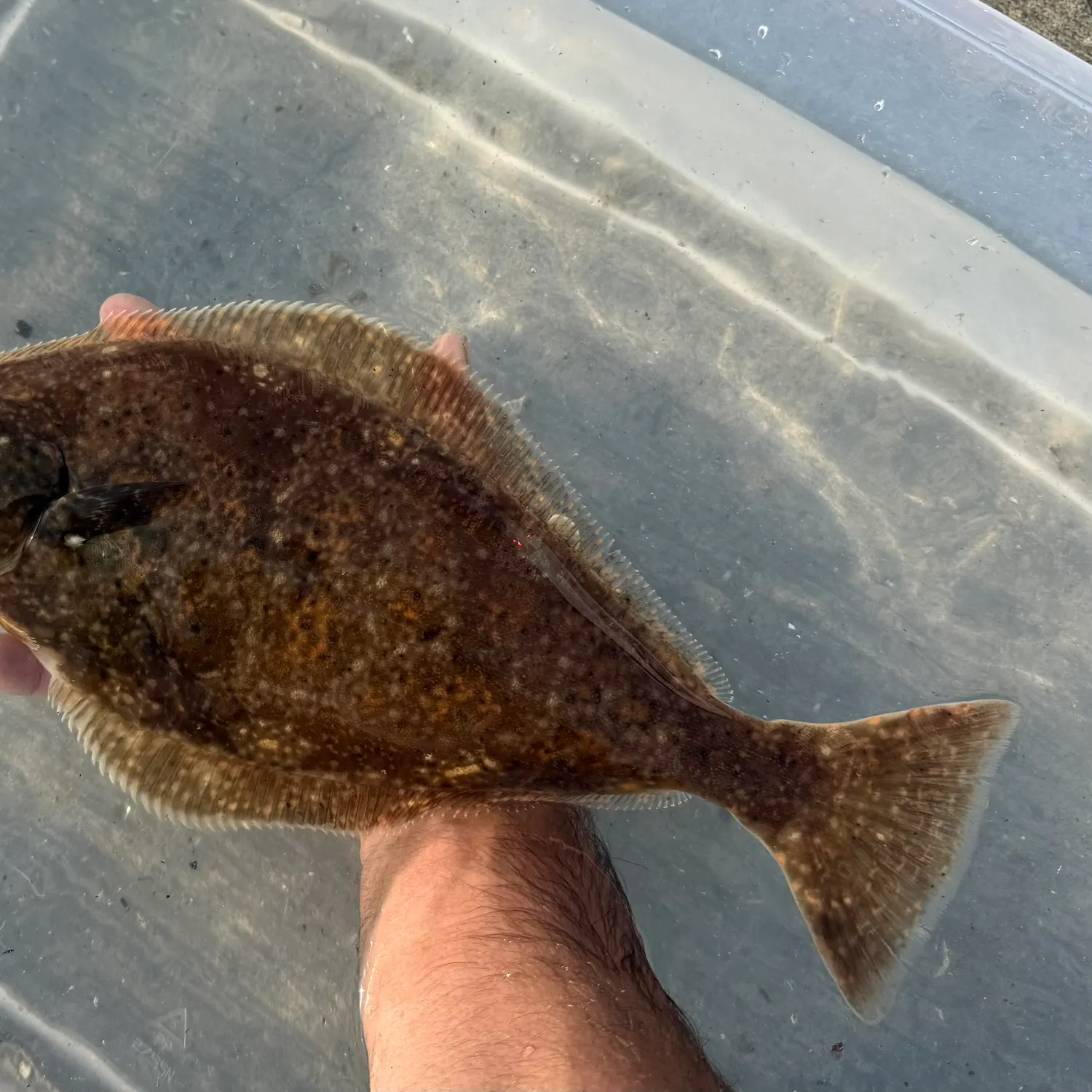The most recent Atlantic halibut catches on Fishbrain
