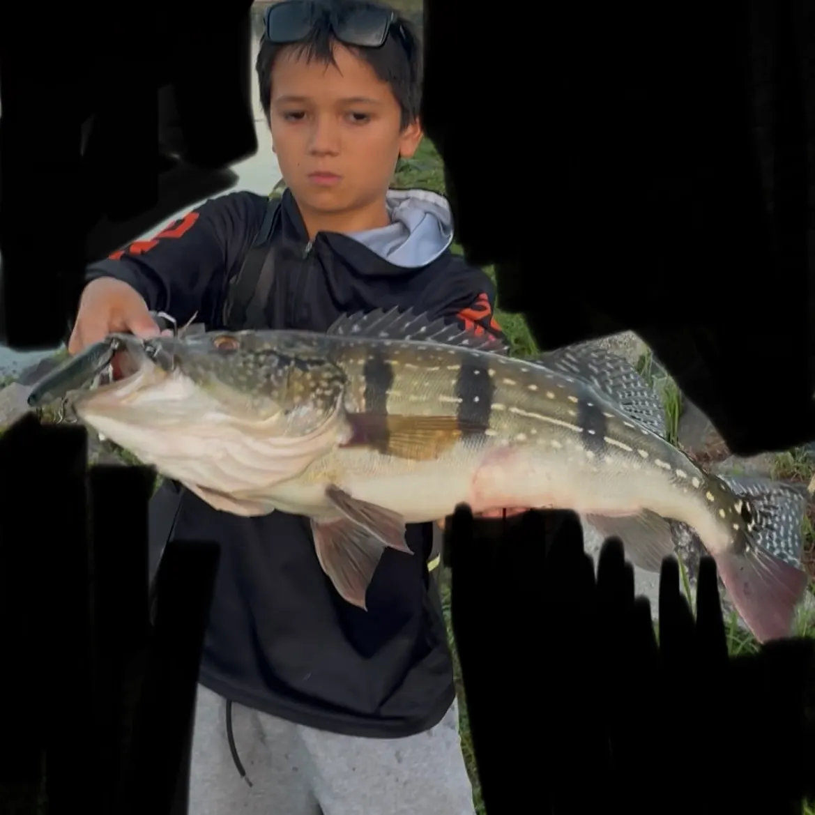 The most recent Speckled peacock bass catches on Fishbrain