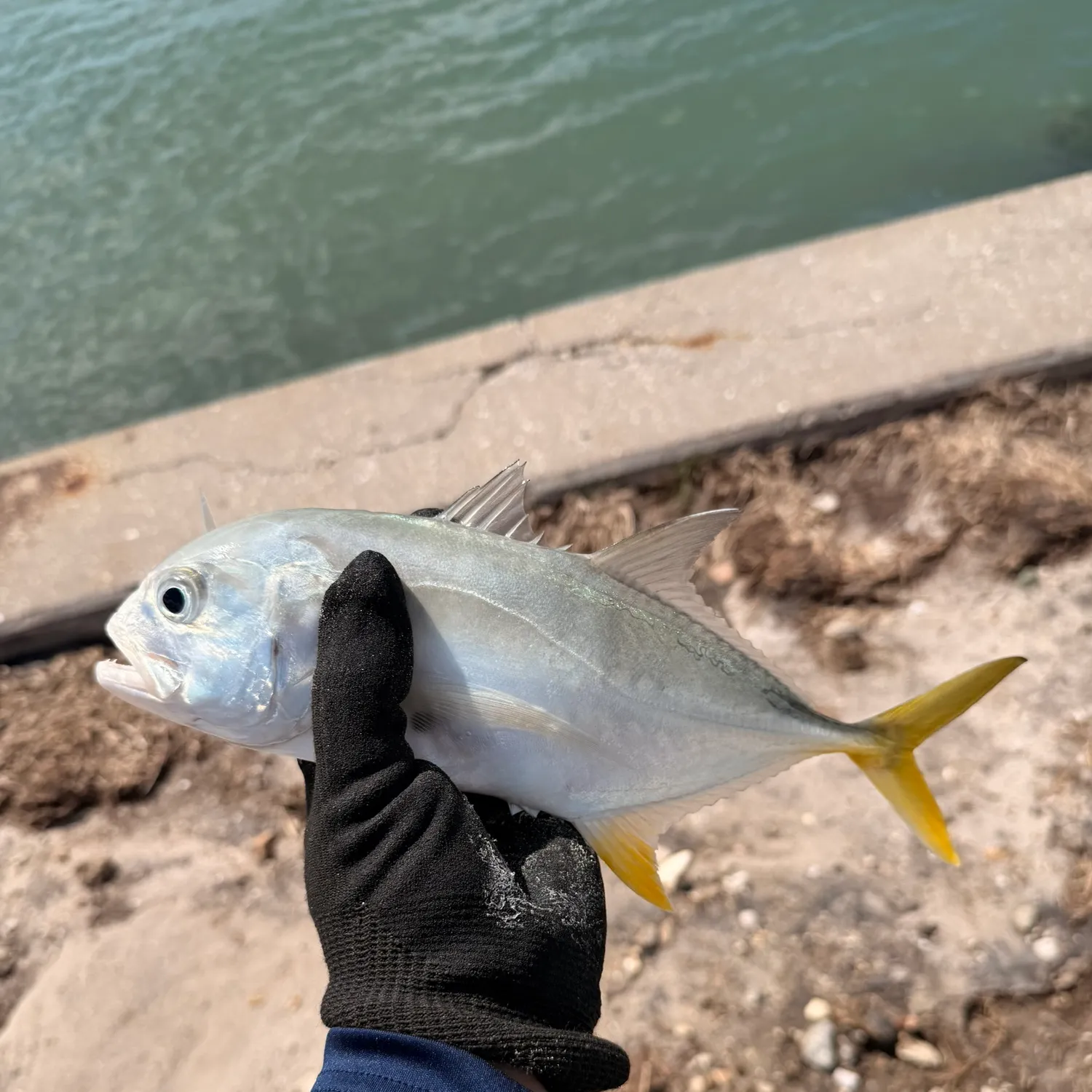 The most recent Leatherjack catches on Fishbrain