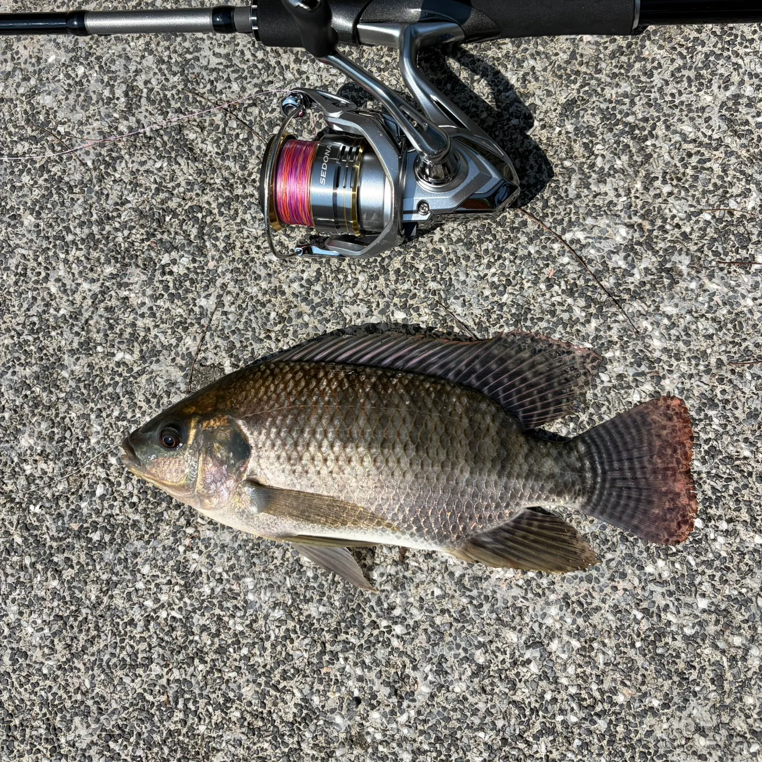 The most recent Nile tilapia catches on Fishbrain