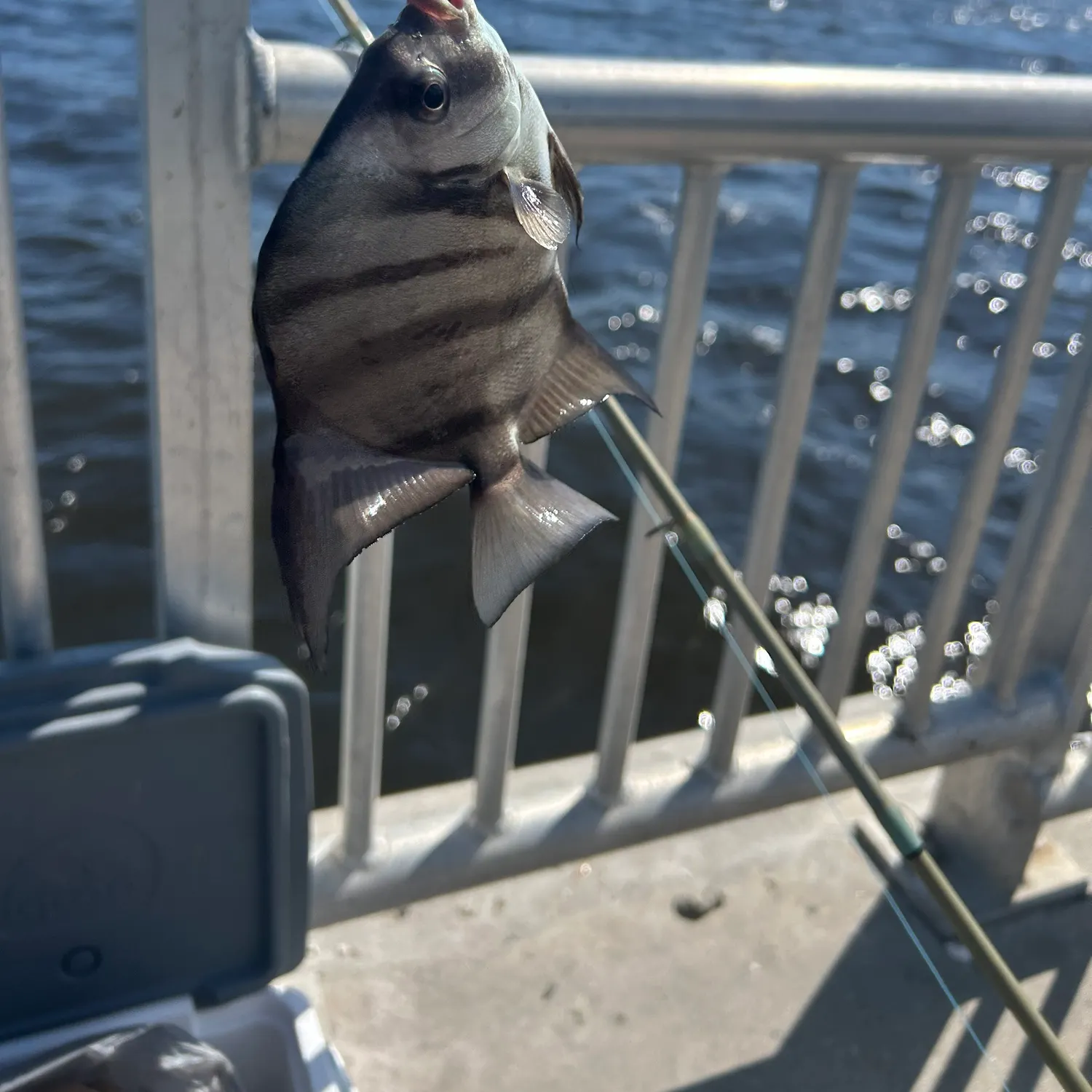 The most recent Atlantic spadefish catches on Fishbrain