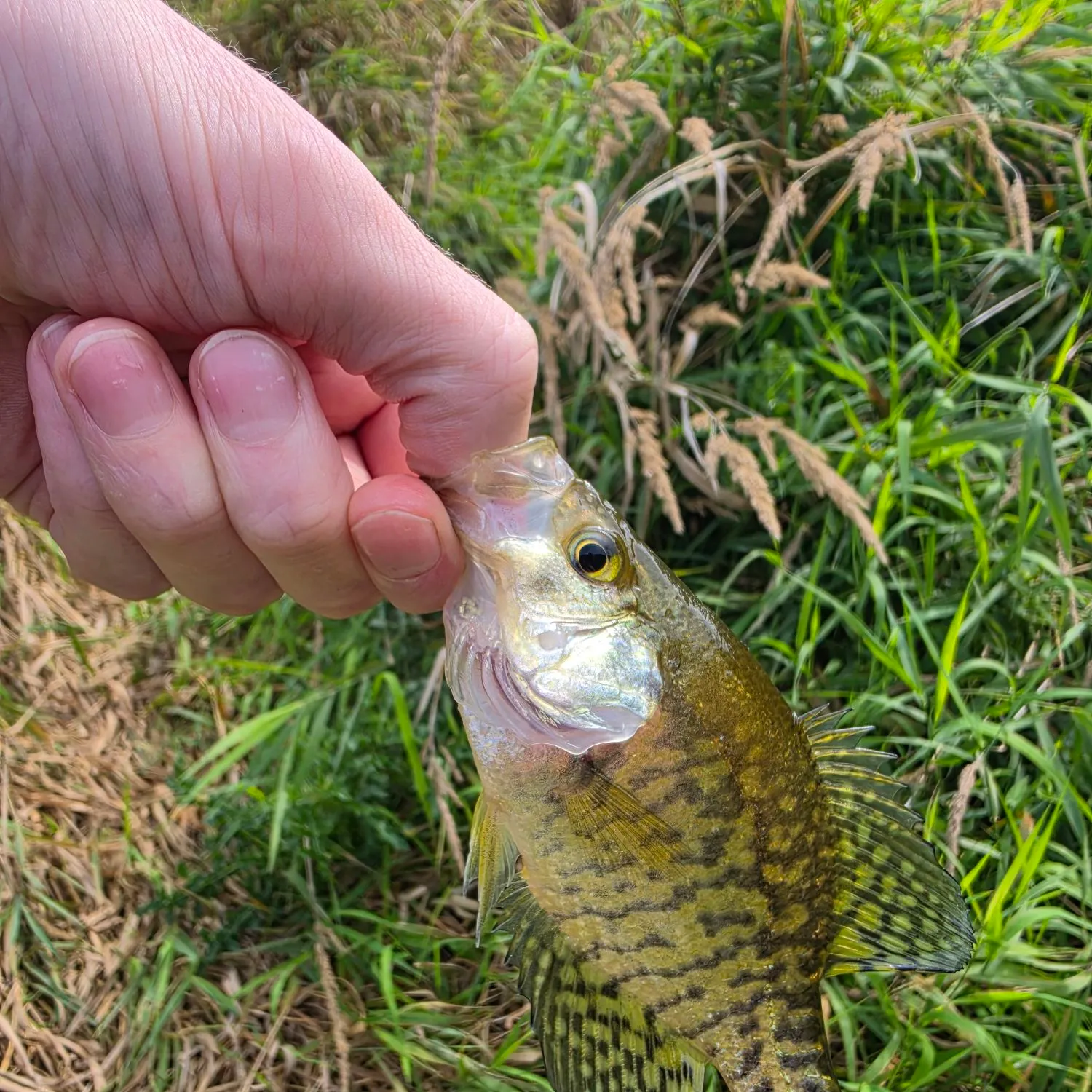 White crappie caught on Fishbrain