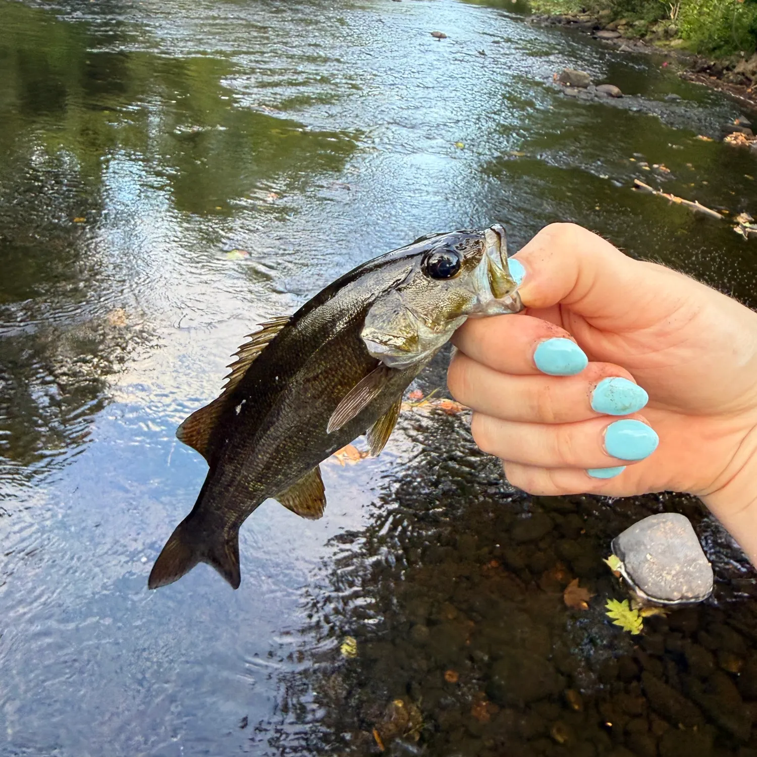 Smallmouth bass caught on Fishbrain