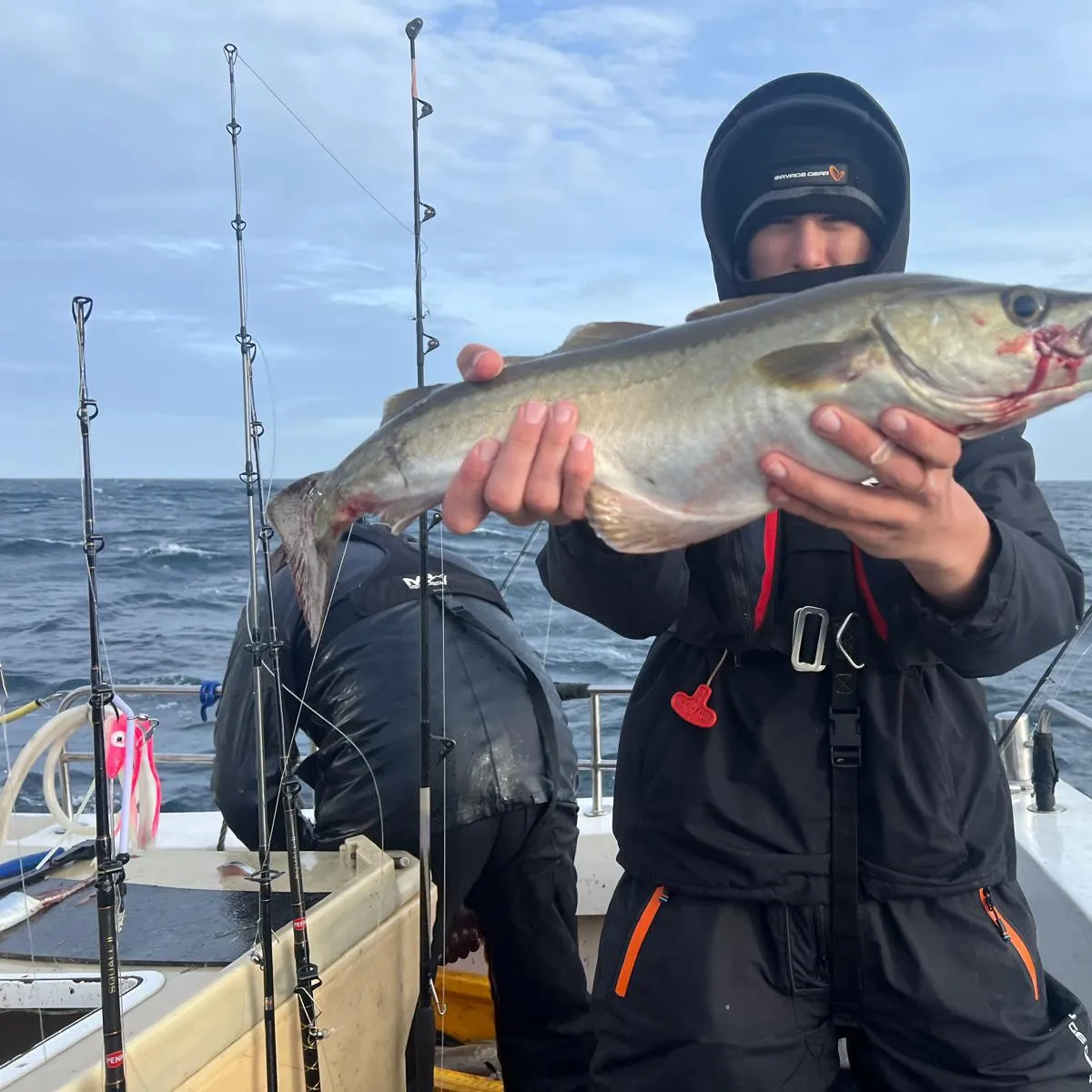 Pollack caught on Fishbrain