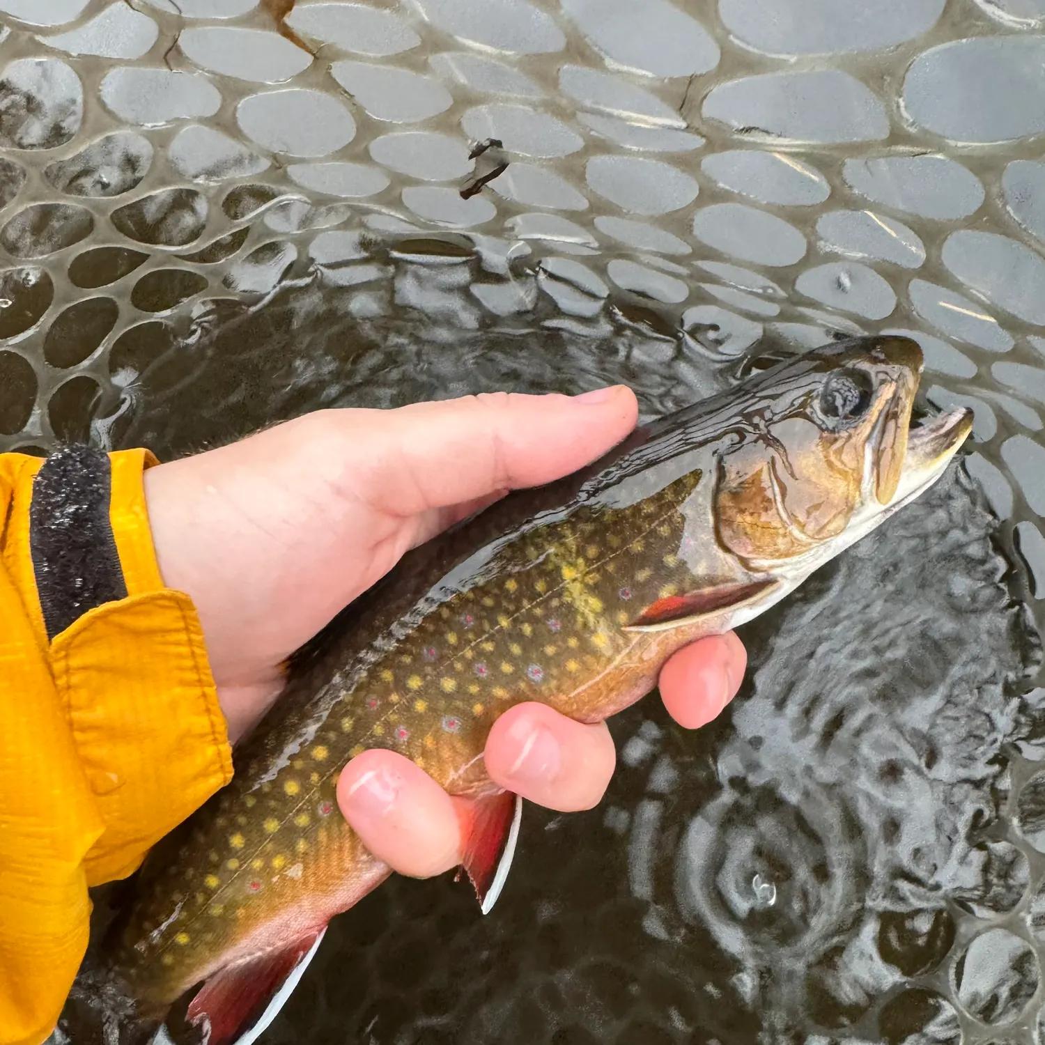 Brook trout caught on Fishbrain