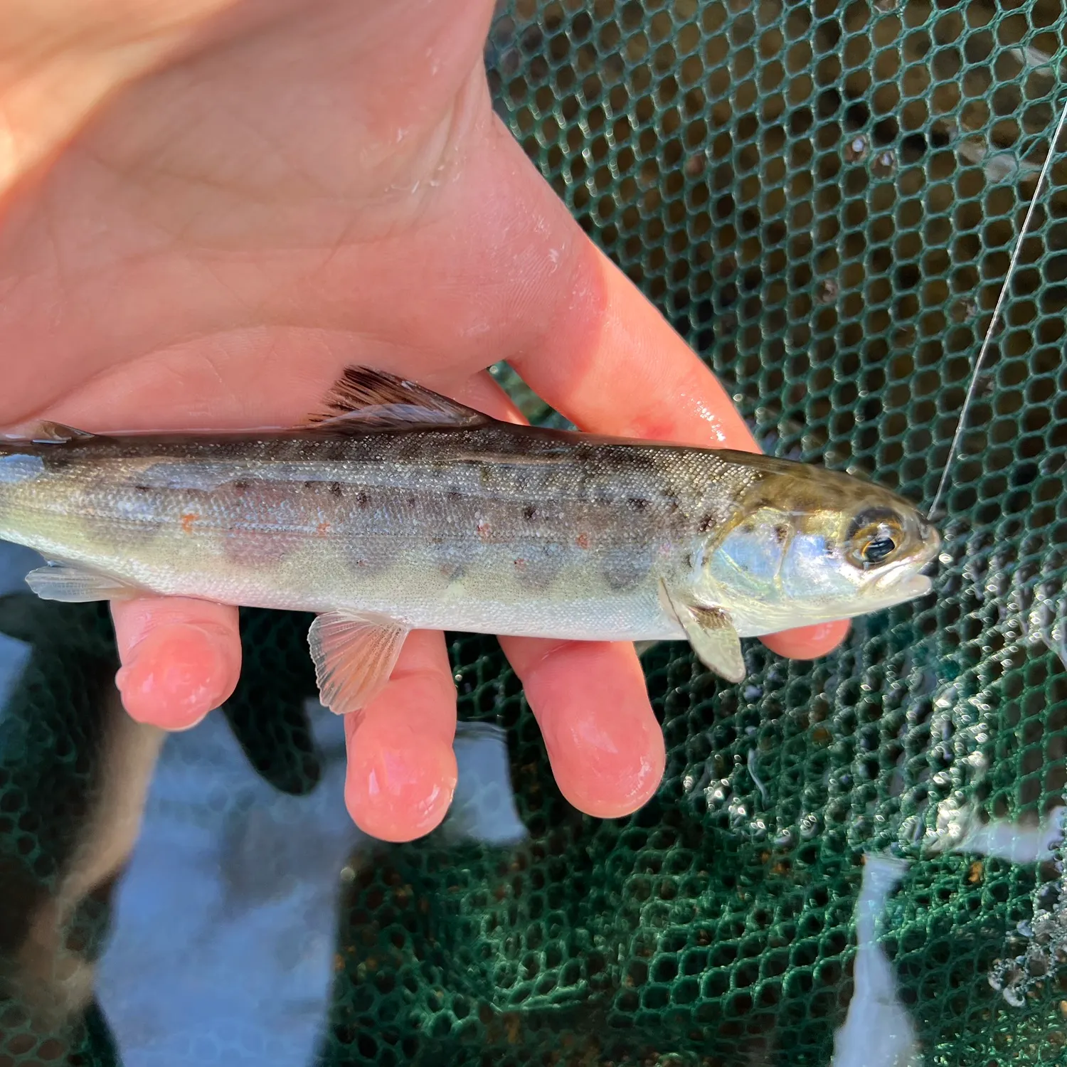 The most recent Atlantic salmon catches on Fishbrain