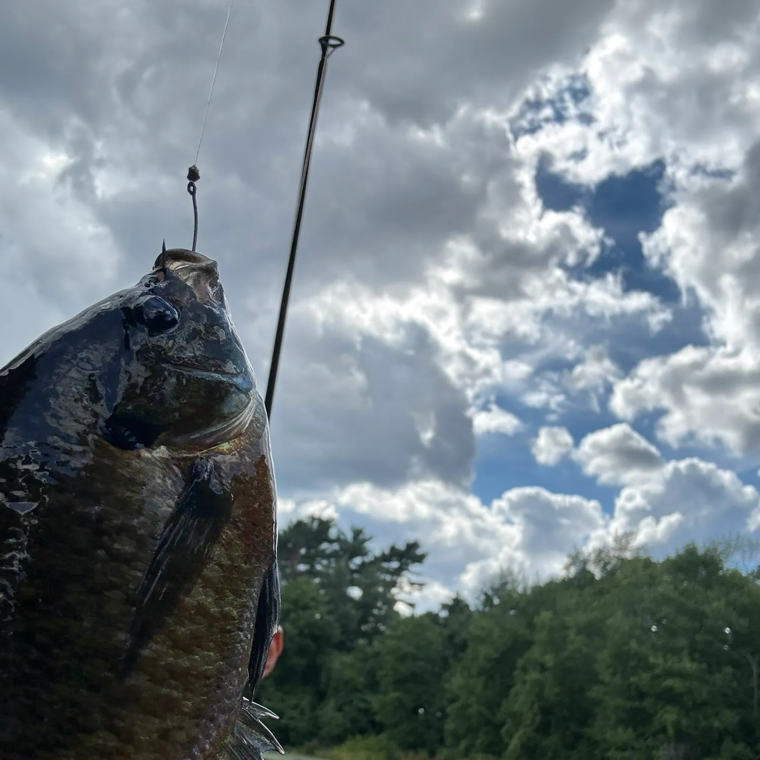 Bluegill caught on Fishbrain