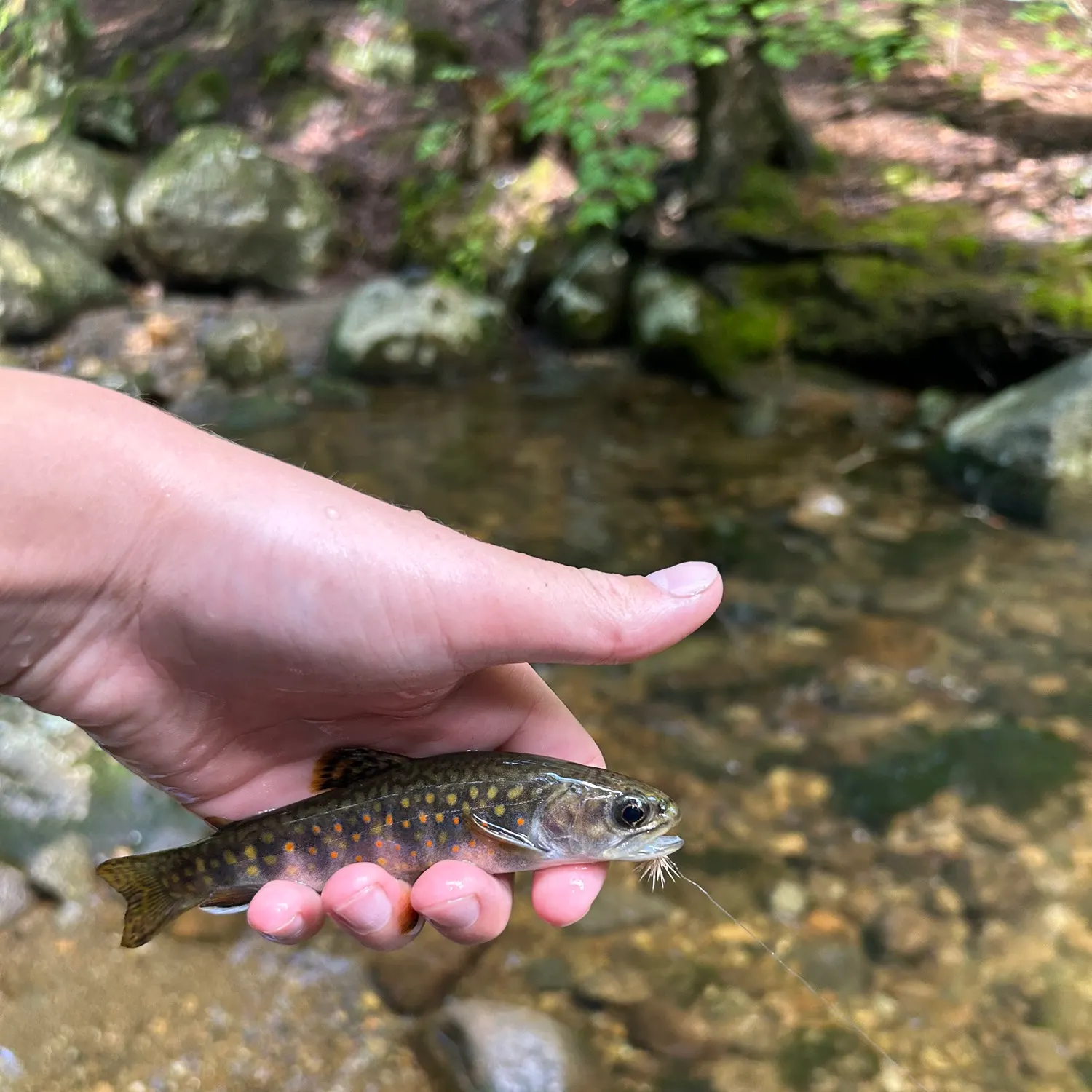 Brook trout caught on Fishbrain