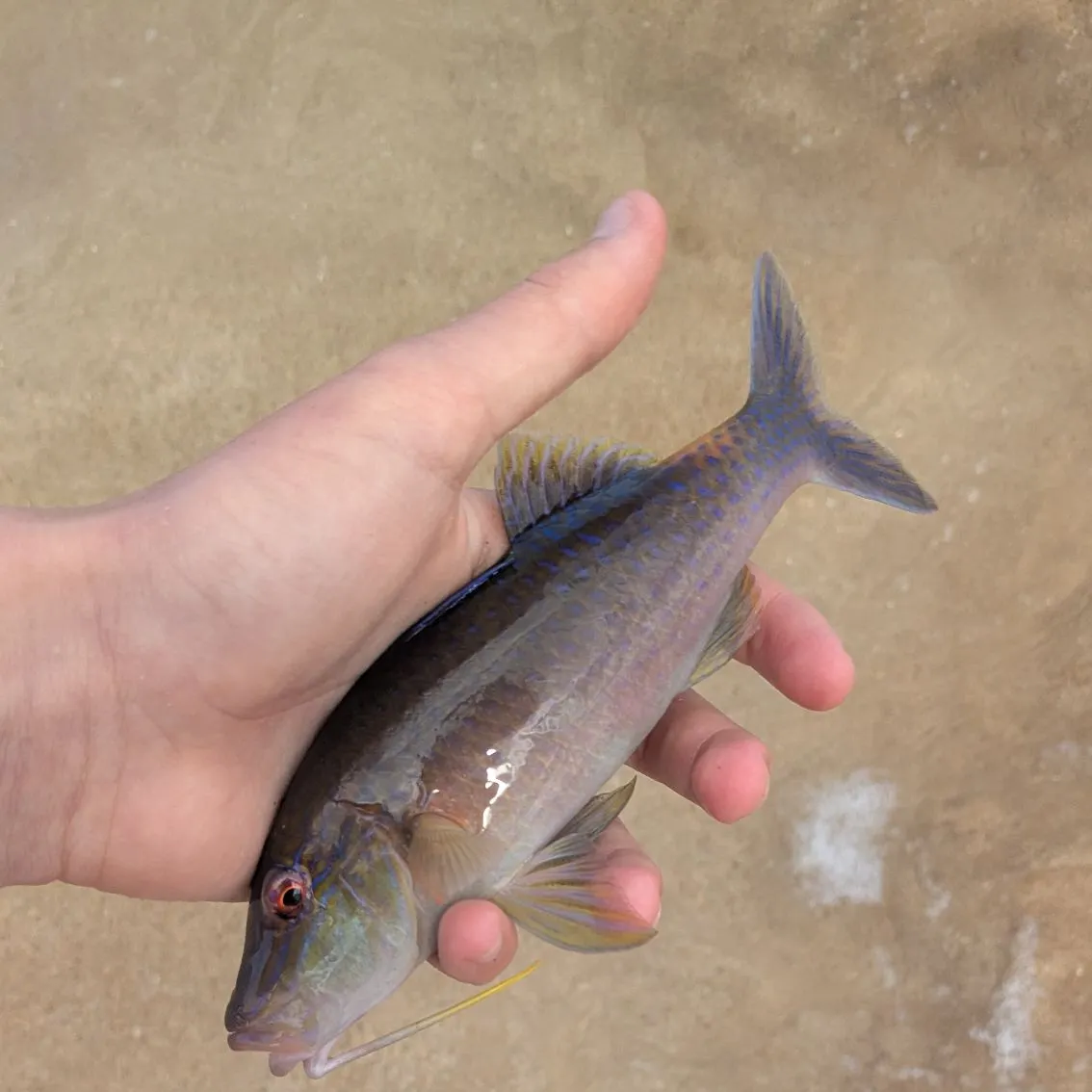The most recent Goldsaddle goatfish catches on Fishbrain