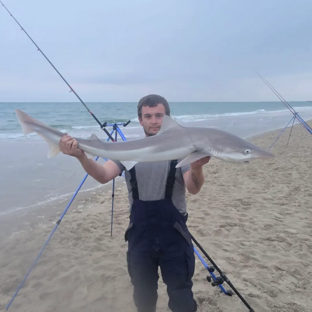 The most recent Tope shark catches on Fishbrain